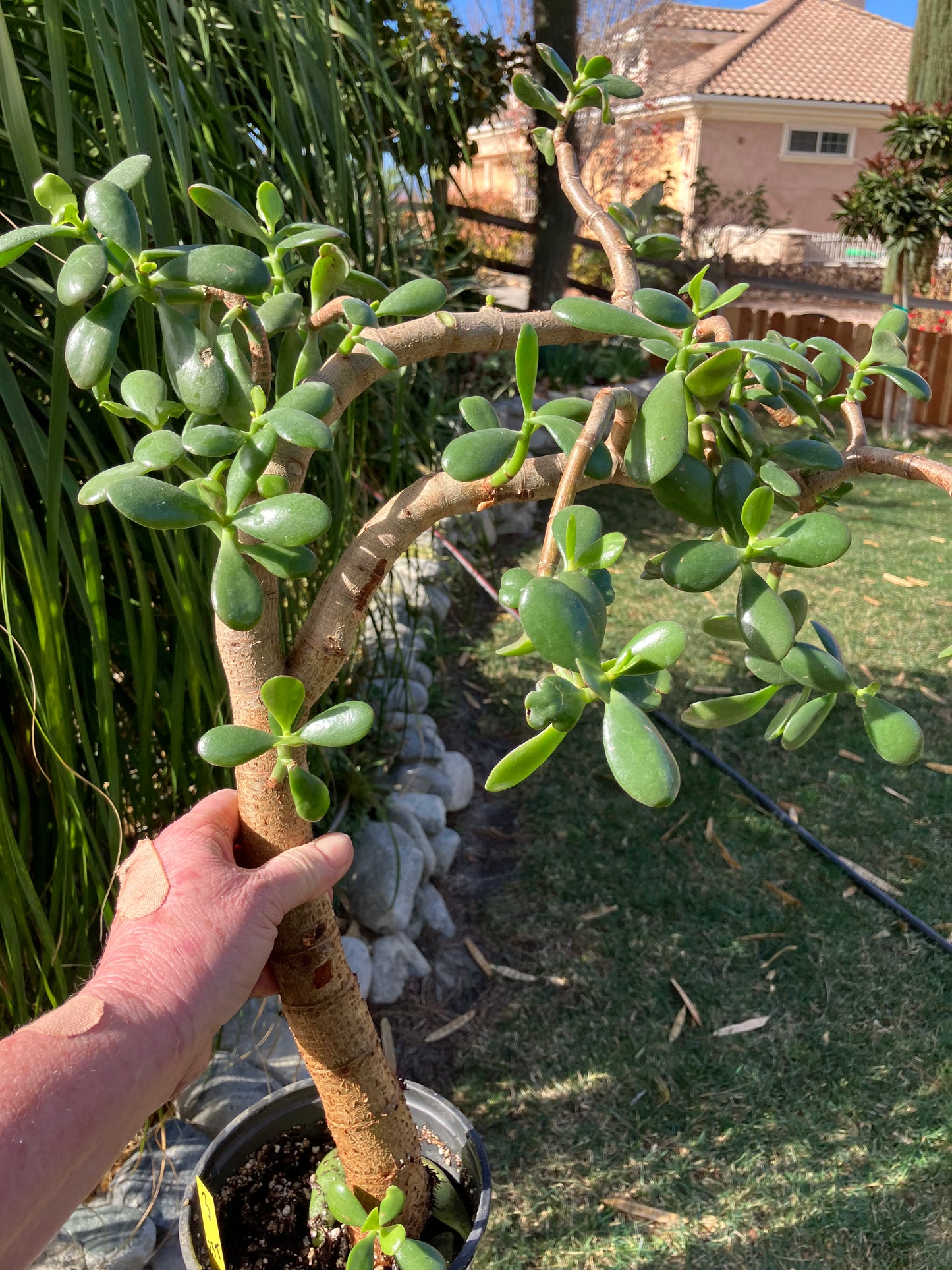 Crassula Ovata Money Jade 23”T 18W #3Y