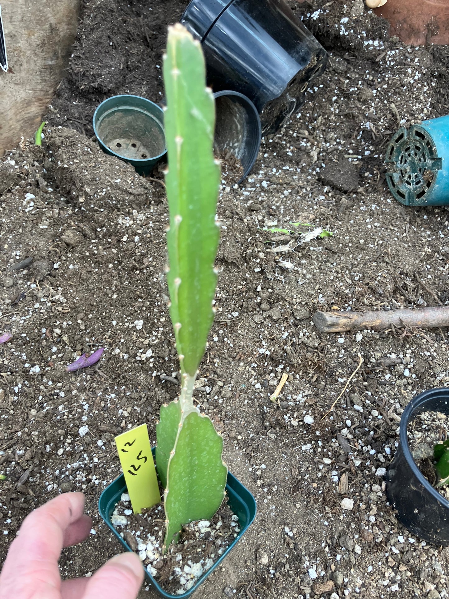 Dragon Fruit Plant Rooted Pitaya or Pitahaya 12.5" Tall #12Y