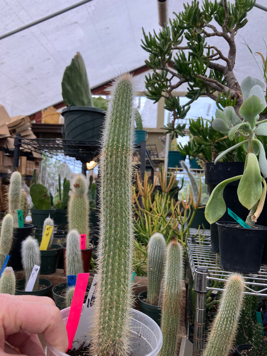 Cleistocactus tupizensis Silver Pole/Torch Cactus 10”Tall #10P