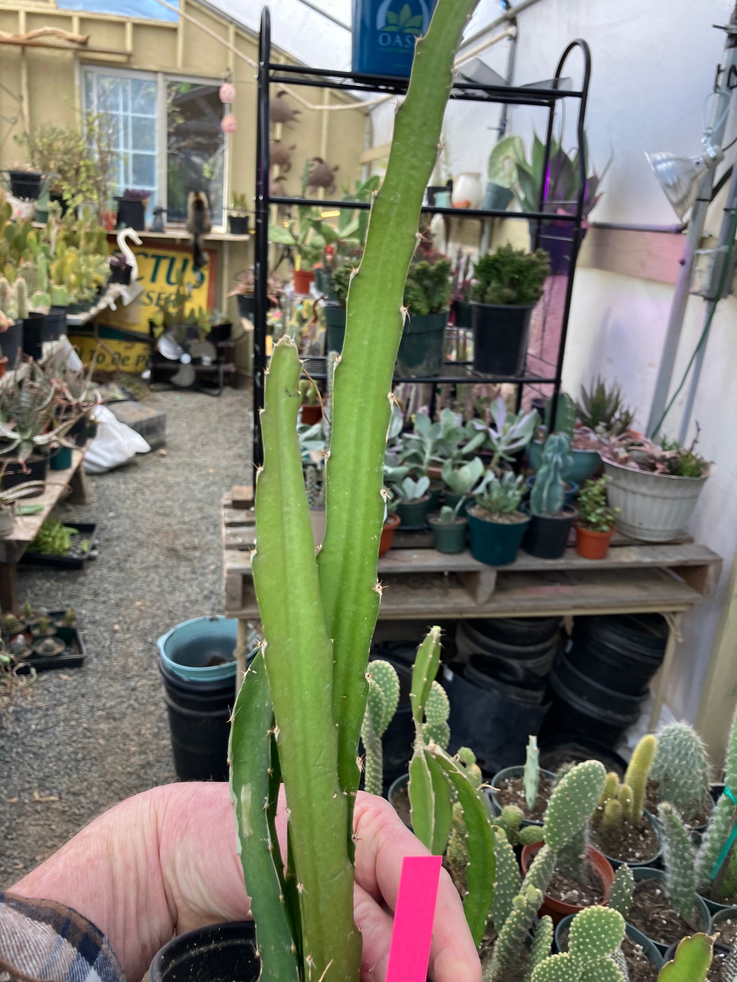 Dragon Fruit Plant Rooted Pitaya or Pitahaya 15" Tall #151P