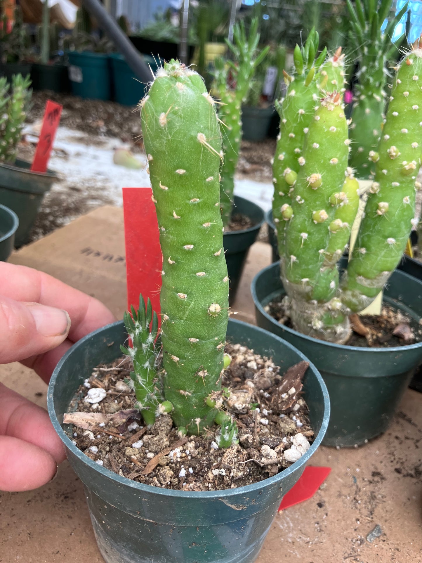 Austrocylindropuntia Cactus Gumbi Mini Eve's Needle 4.5"Tall #901R
