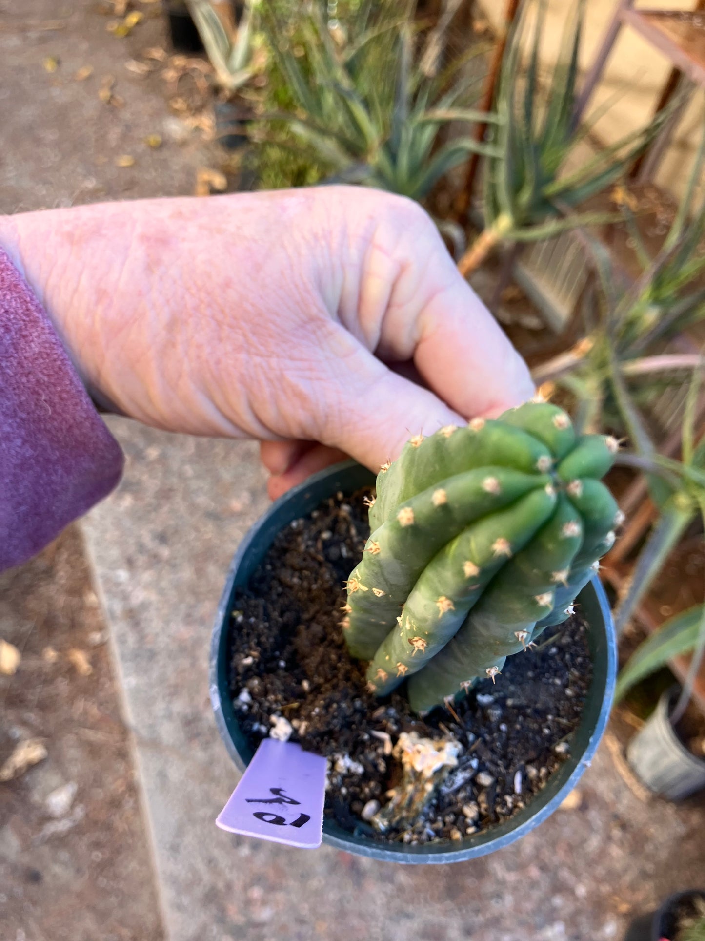San Pedro Cactus - Trichocereus pachanoi 5"Tall #10P