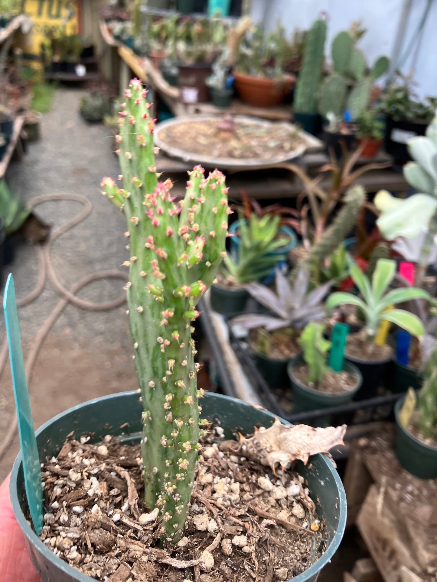 Opuntia monacantha "Joseph's Coat" Cactus 5"Tall #304G