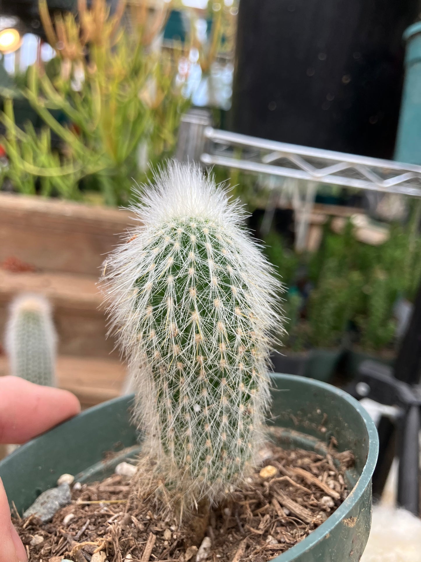 Oreocereus doelzianus Old Woman, Old Man Cactus 3"Tall #33R