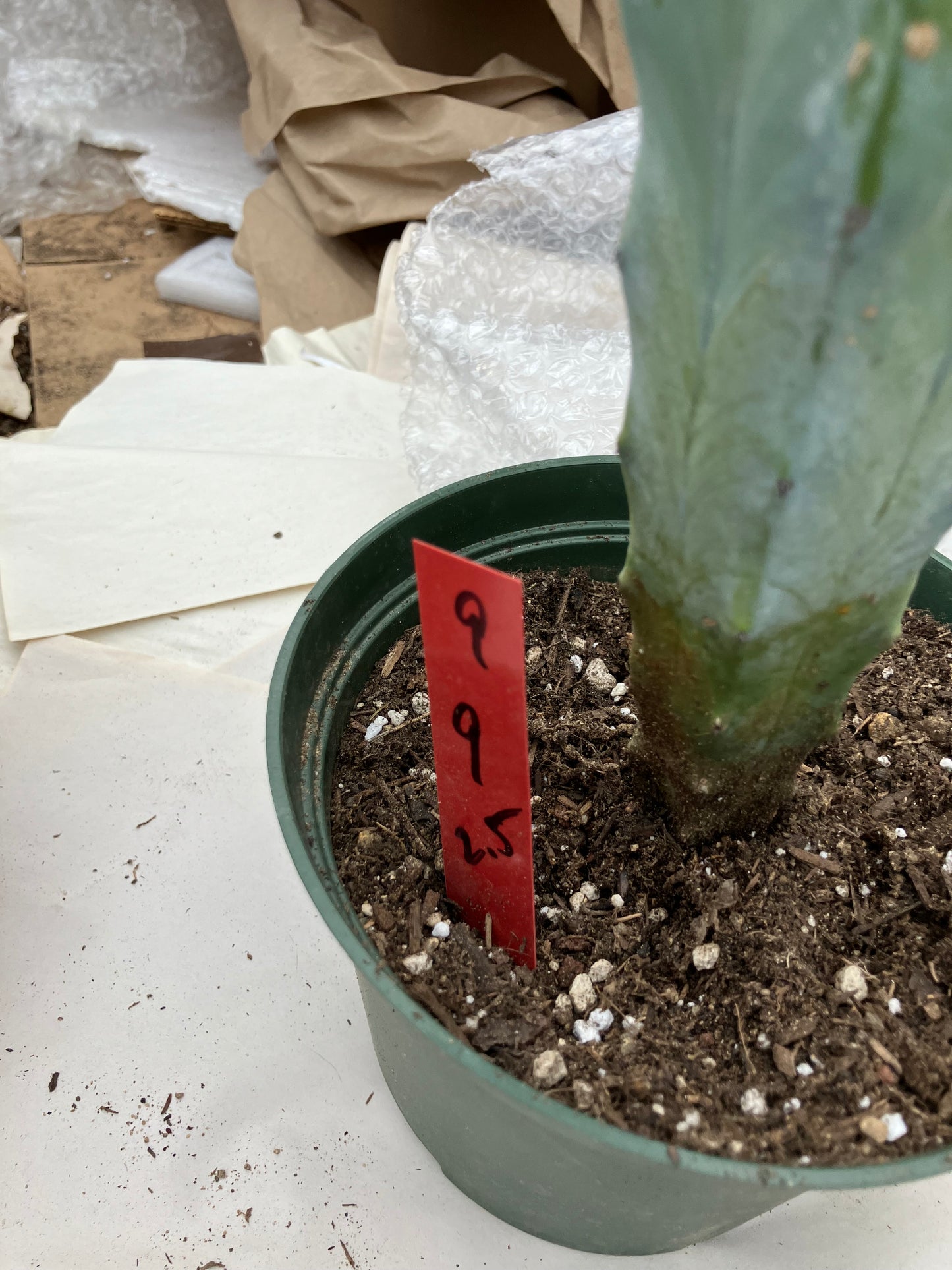 Myrtillocactus cochal Candelabra Cactus 9"Tall 2.5" Wide #9R