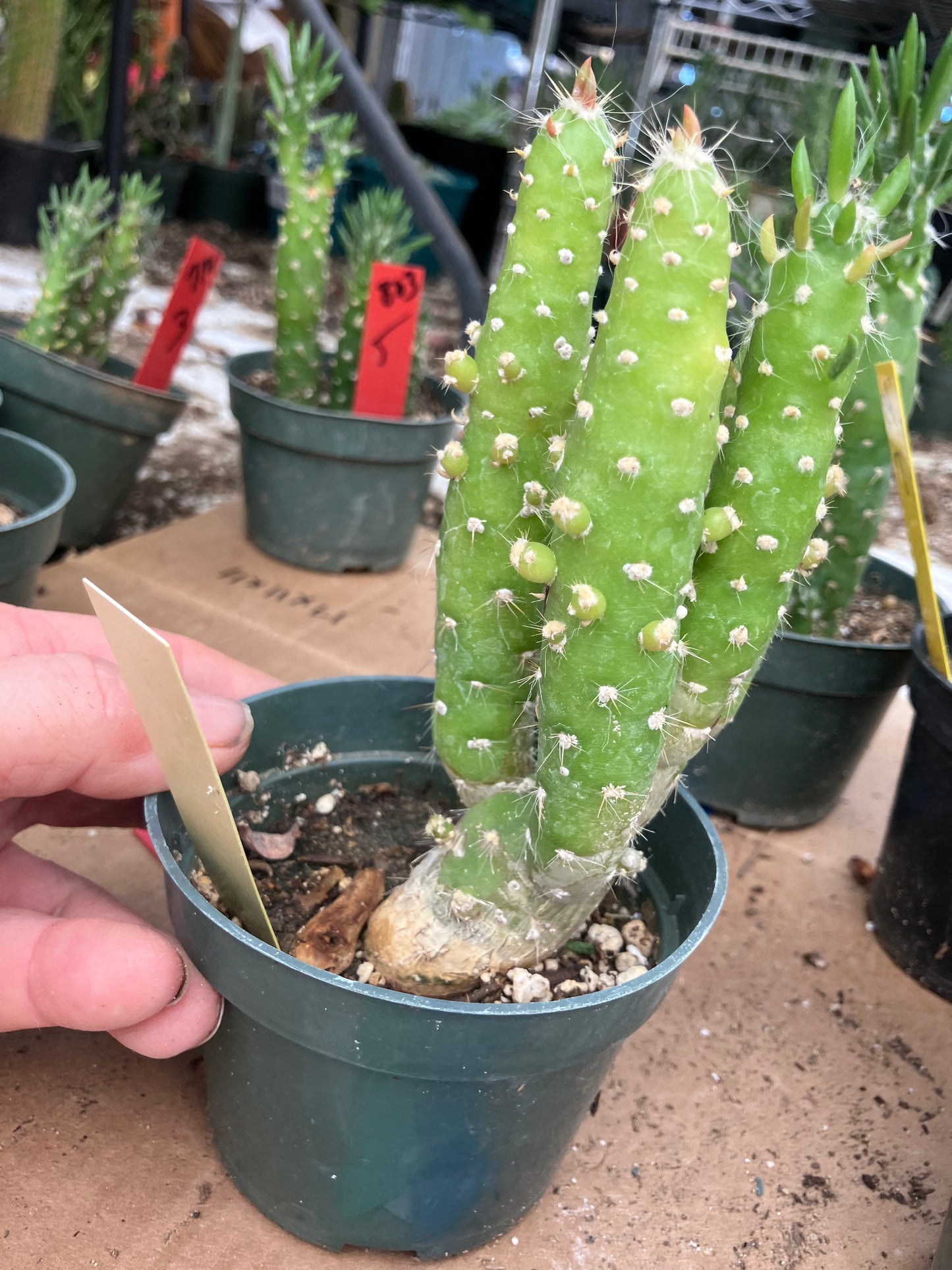 Austrocylindropuntia Cactus Gumbi Mini Eve's Needle 5"Tall #50Y