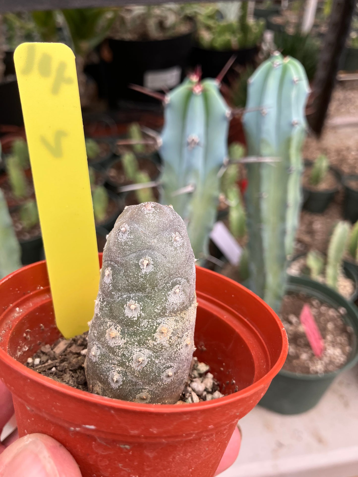 Pine Cone Cactus Tephrocactus~ articulatus var. diadematus Pinecone 2”Tall #401Y