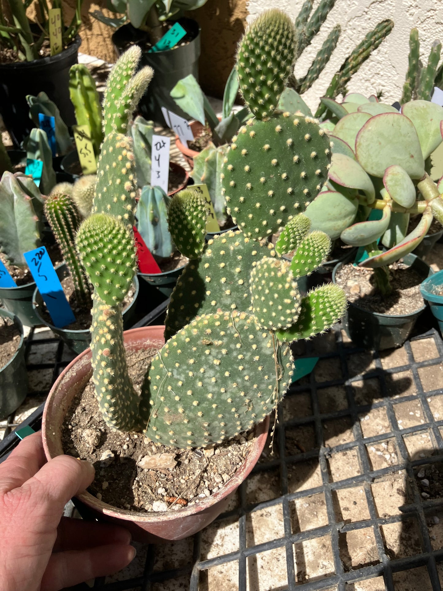 Opuntia microdasys Off White Bunny 8"Tall #6G