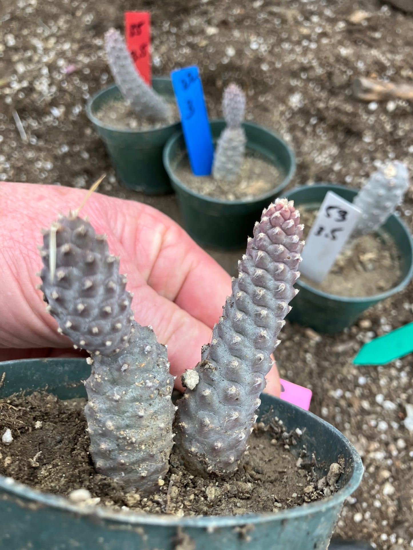 Pine Cone Cactus Tephrocactus~ articulatus var. diadematus Pinecone 3"Tall #23P