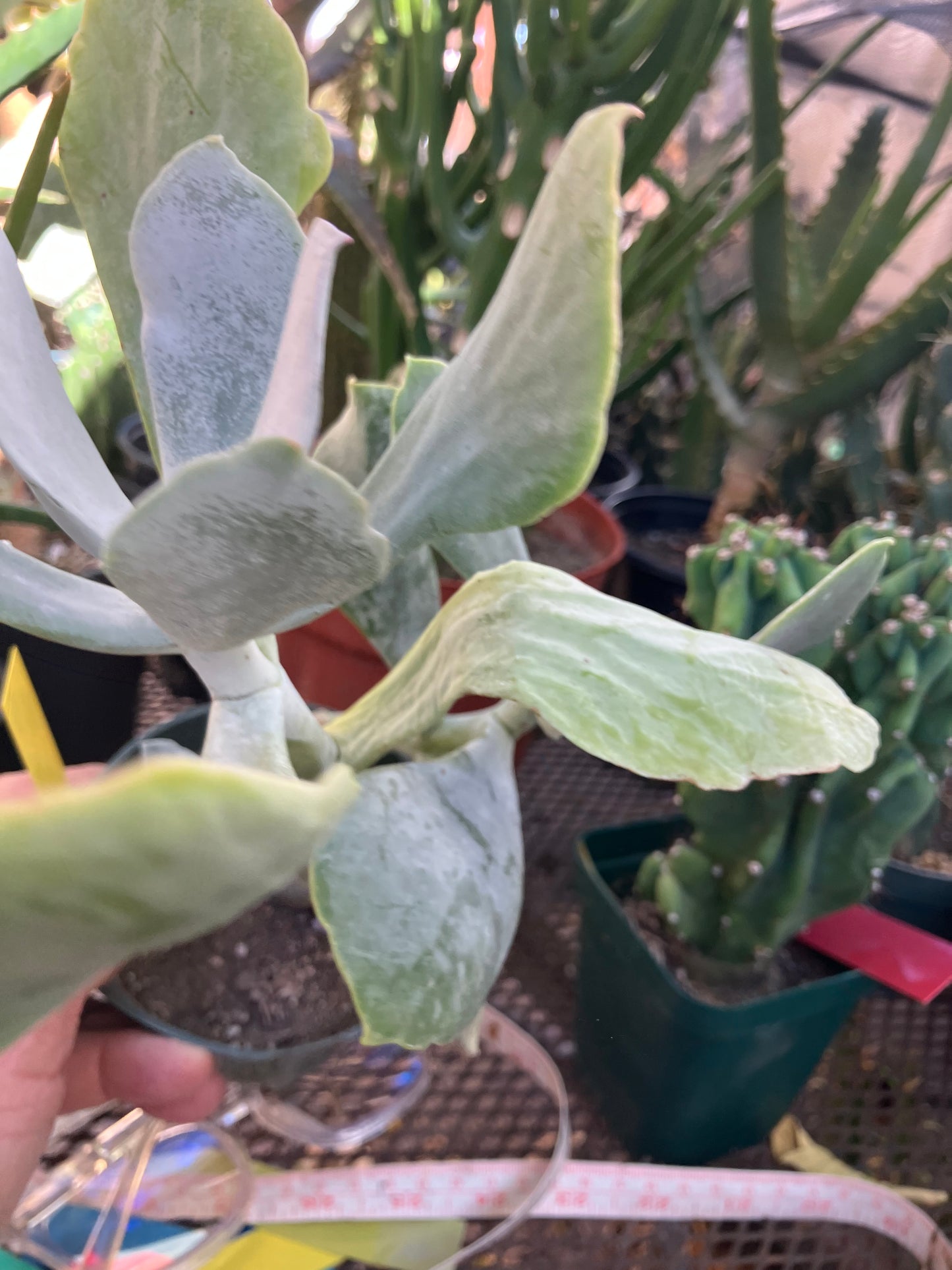 Cotyledon Silver Waves Succulent 10"Tall #010Y