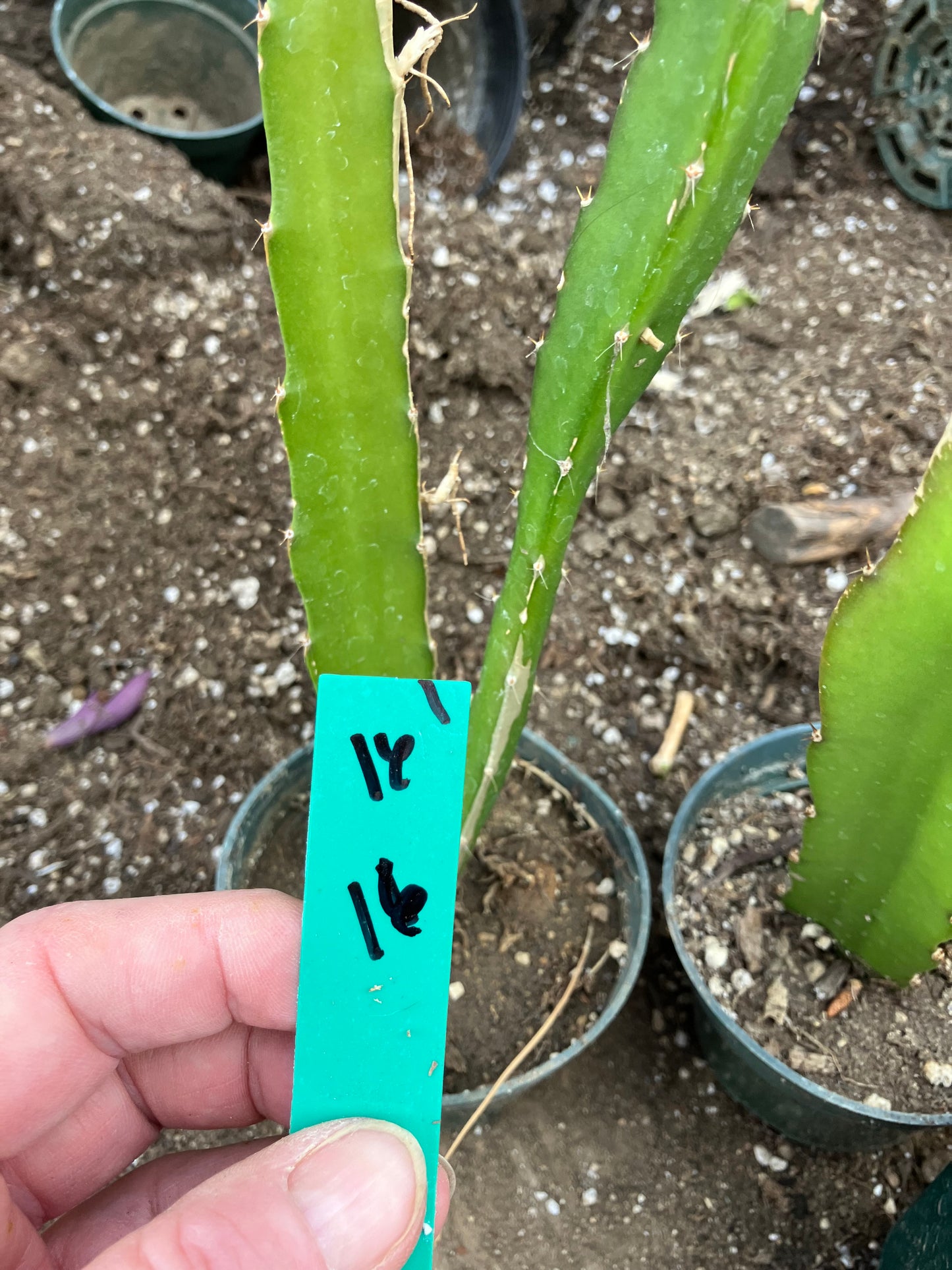 Dragon Fruit Plant Rooted Pitaya or Pitahaya 16" Tall #16G