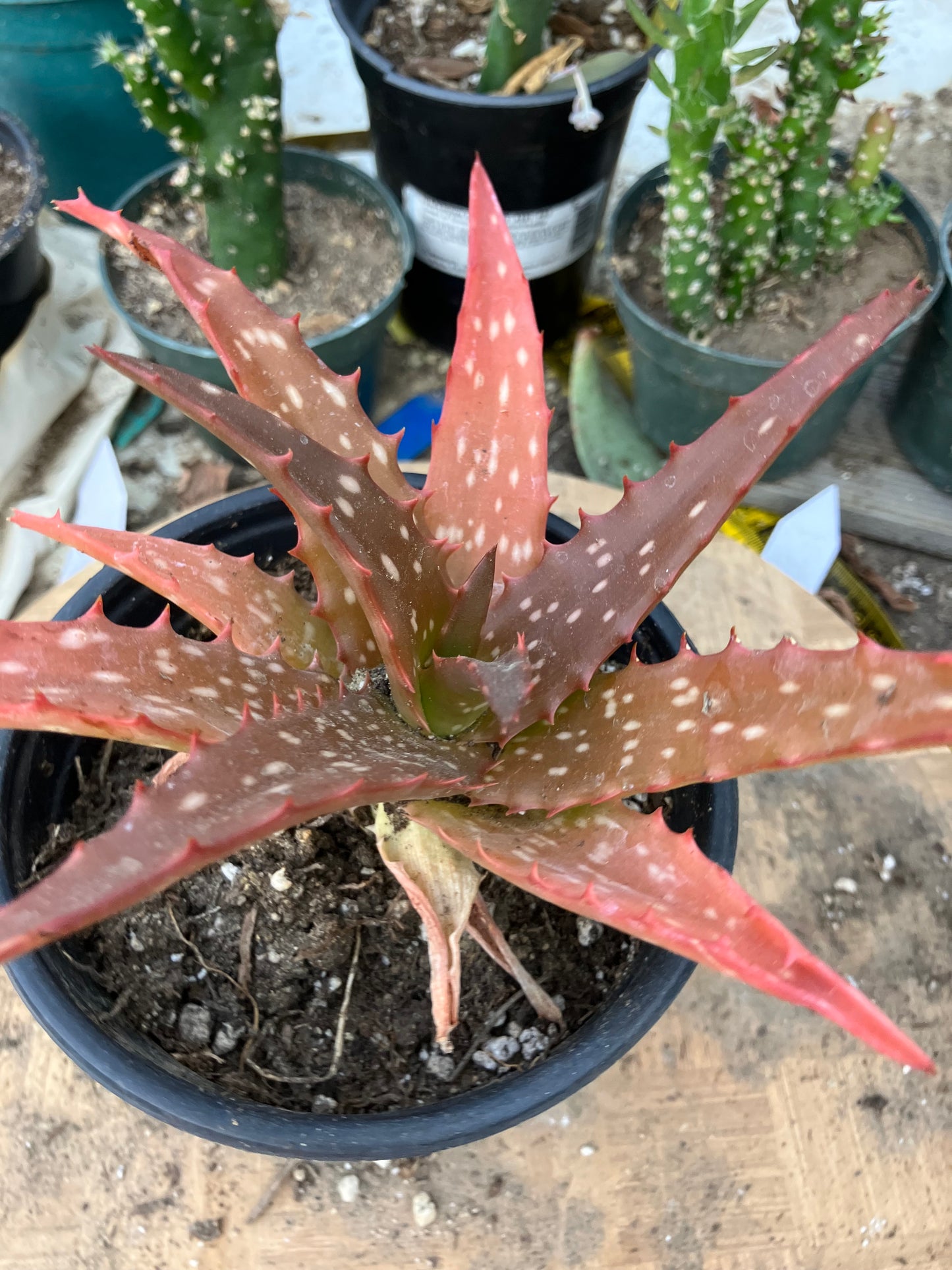 Aloe Hybrid Night Sky Reddens with Extreme temps 6"Wide This Exact Plant #22Y