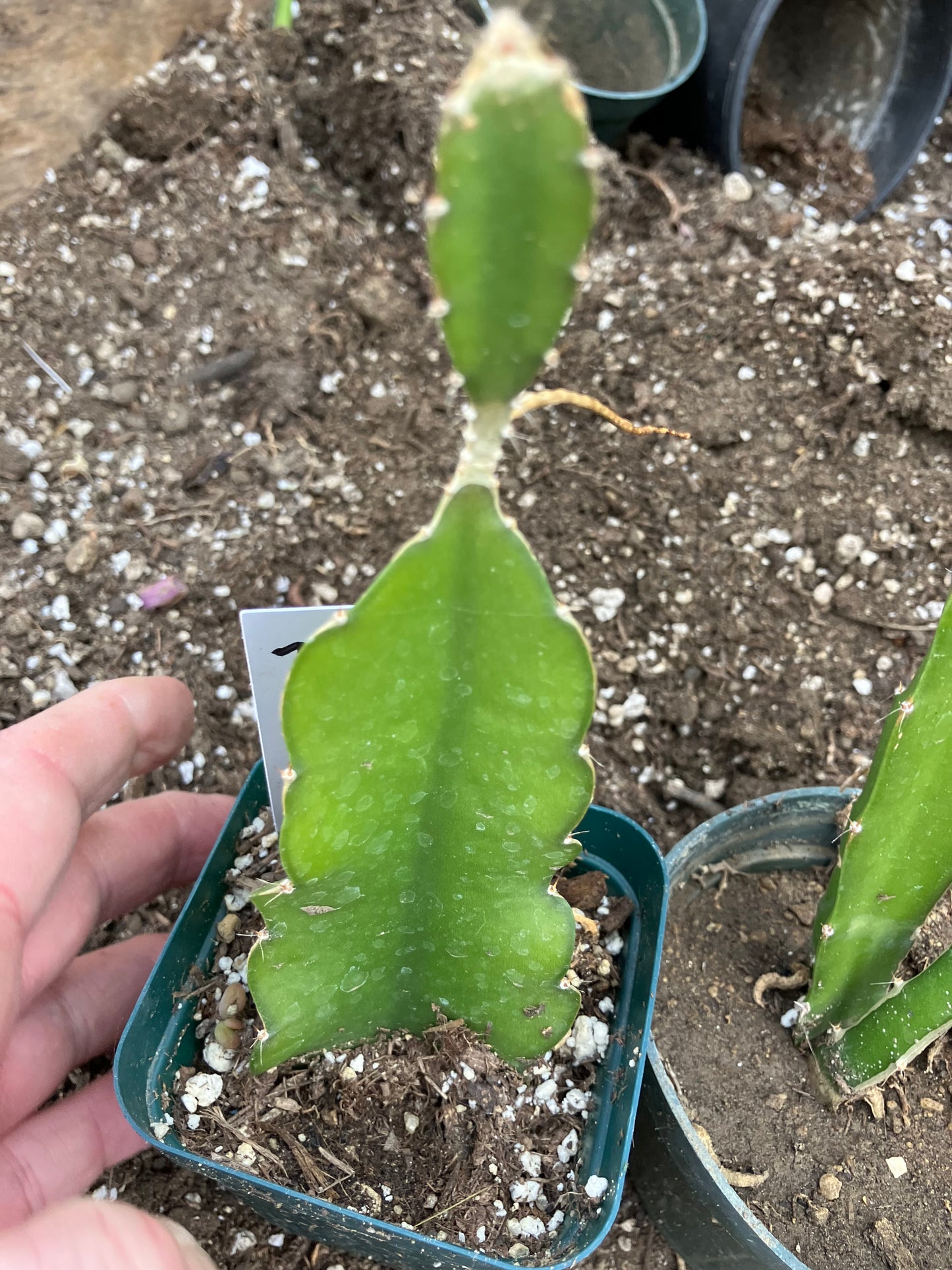 Dragon Fruit Plant Rooted Pitaya or Pitahaya 7" Tall #7W