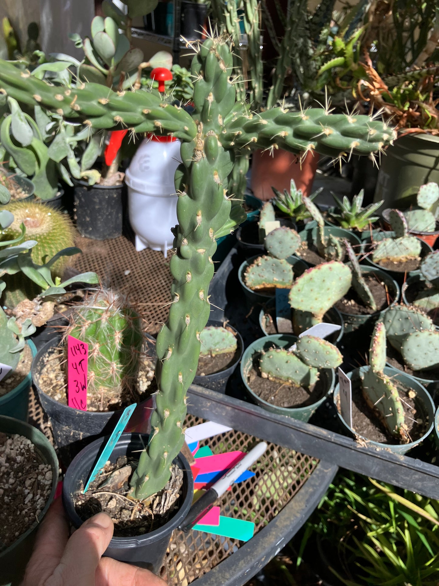 Cholla Cylindropuntia Buckhorn Cactus 13”Tall #13G