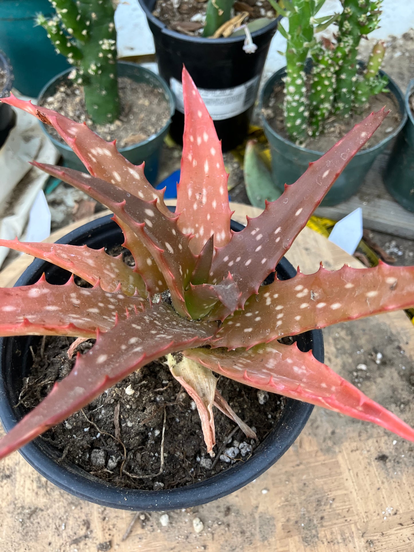 Aloe Hybrid Night Sky Reddens with Extreme temps 6"Wide This Exact Plant #5B