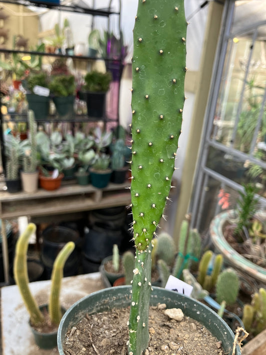 Opuntia Emerald wave Cactus 8”Tall #91W