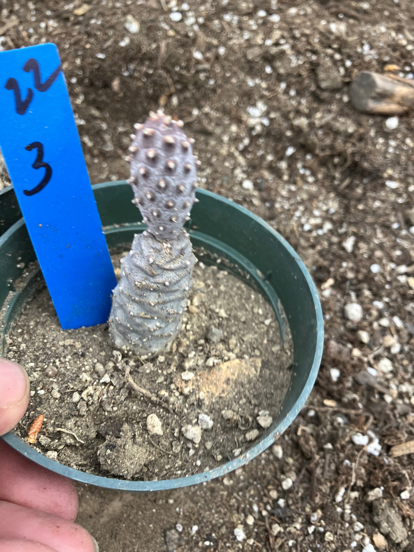 Pine Cone Cactus Tephrocactus~ articulatus var. diadematus Pinecone 3"Tall #22B