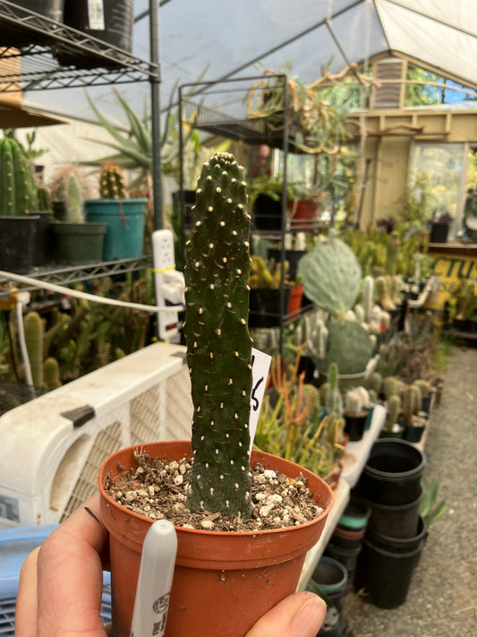 Opuntia Consolea rubescens Road Kill Roadkill Cactus 5.5”Tall This Plant #1W