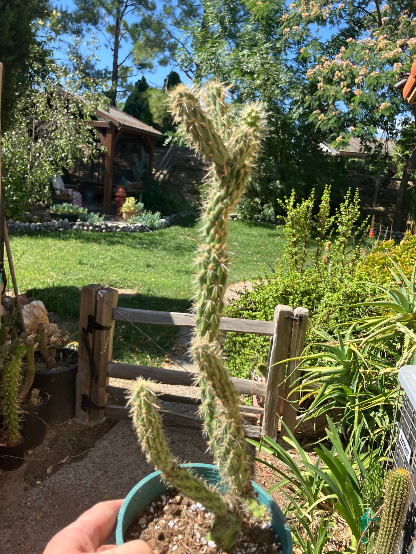 Cholla Cylindropuntia Buckhorn Cactus 14”Tall #144W