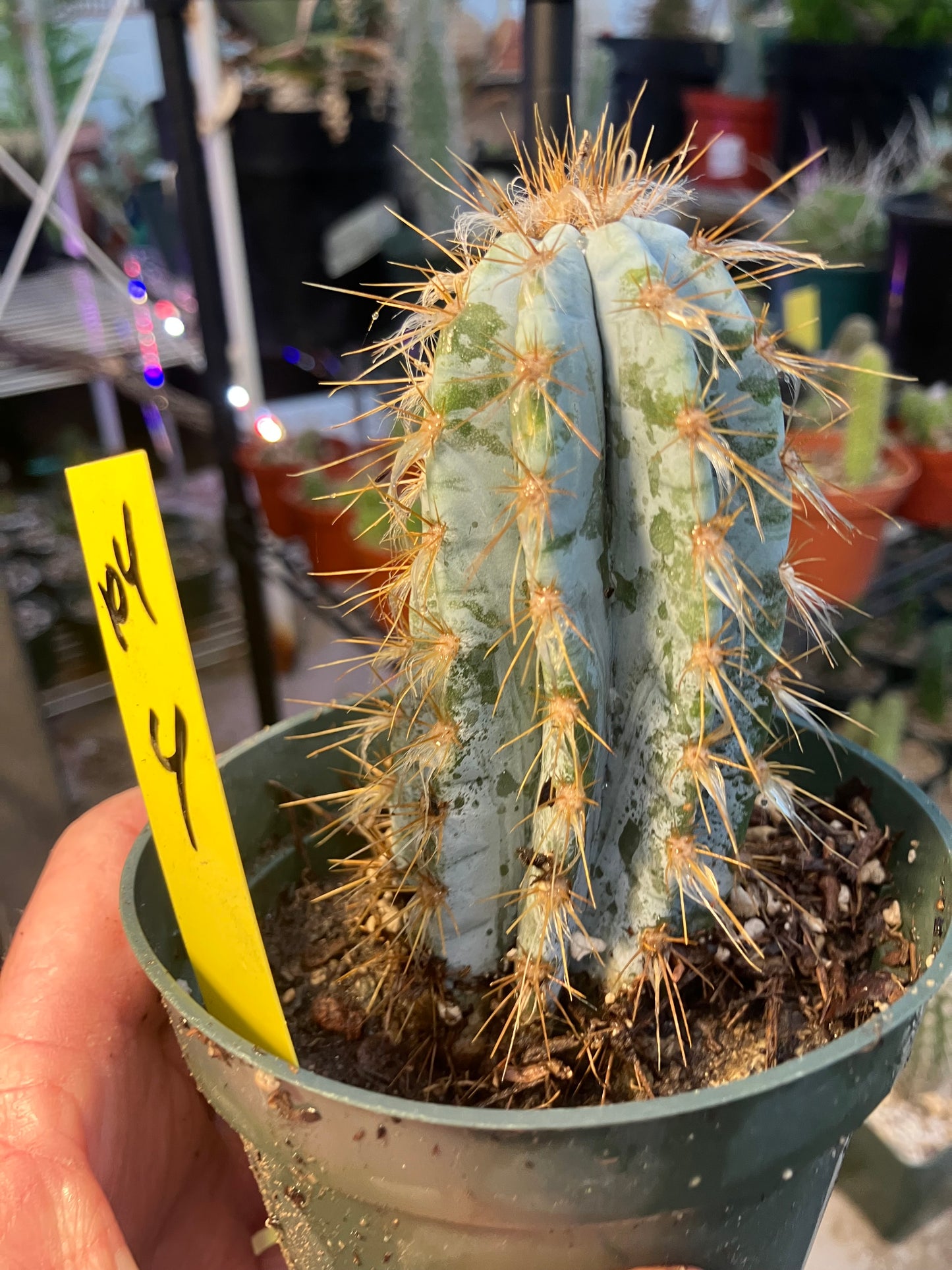 Pilosocereus Blue Azureus 4"Tall #104Y