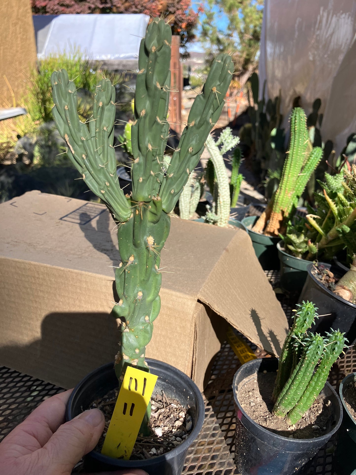 Cholla Cylindropuntia Buckhorn Cactus 11”Tall #111Y