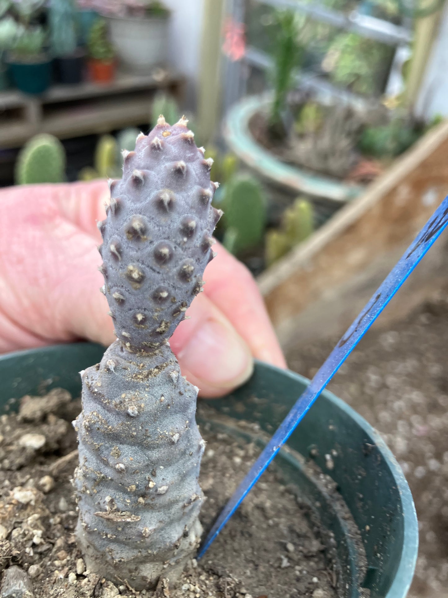 Pine Cone Cactus Tephrocactus~ articulatus var. diadematus Pinecone 3"Tall #22B