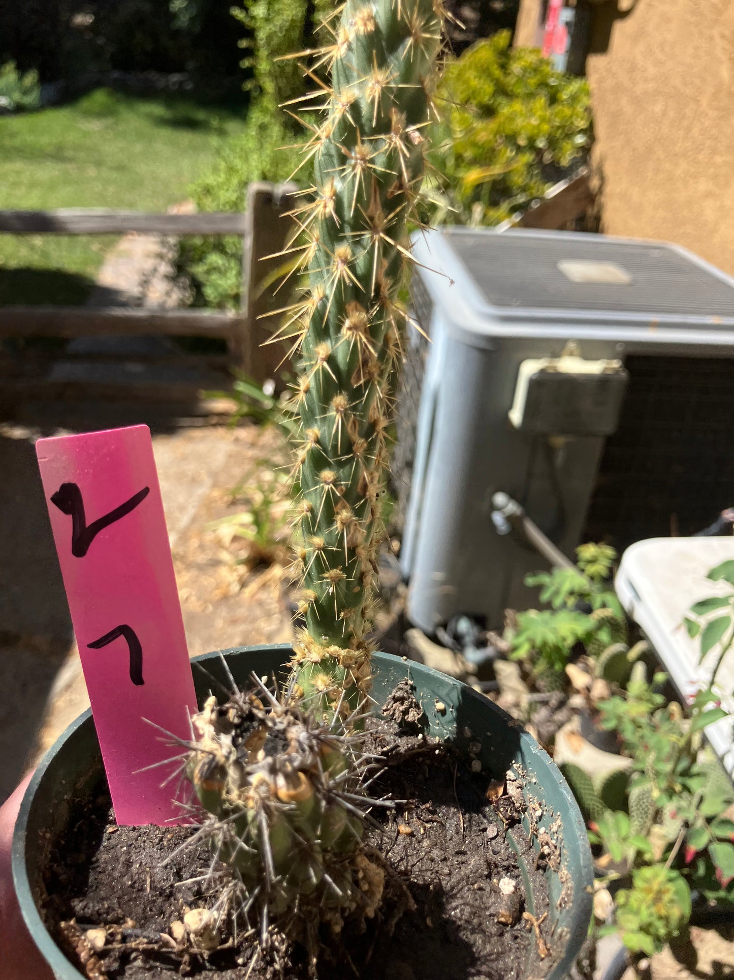 Cholla Cylindropuntia Buckhorn Cactus 7”Tall #2P
