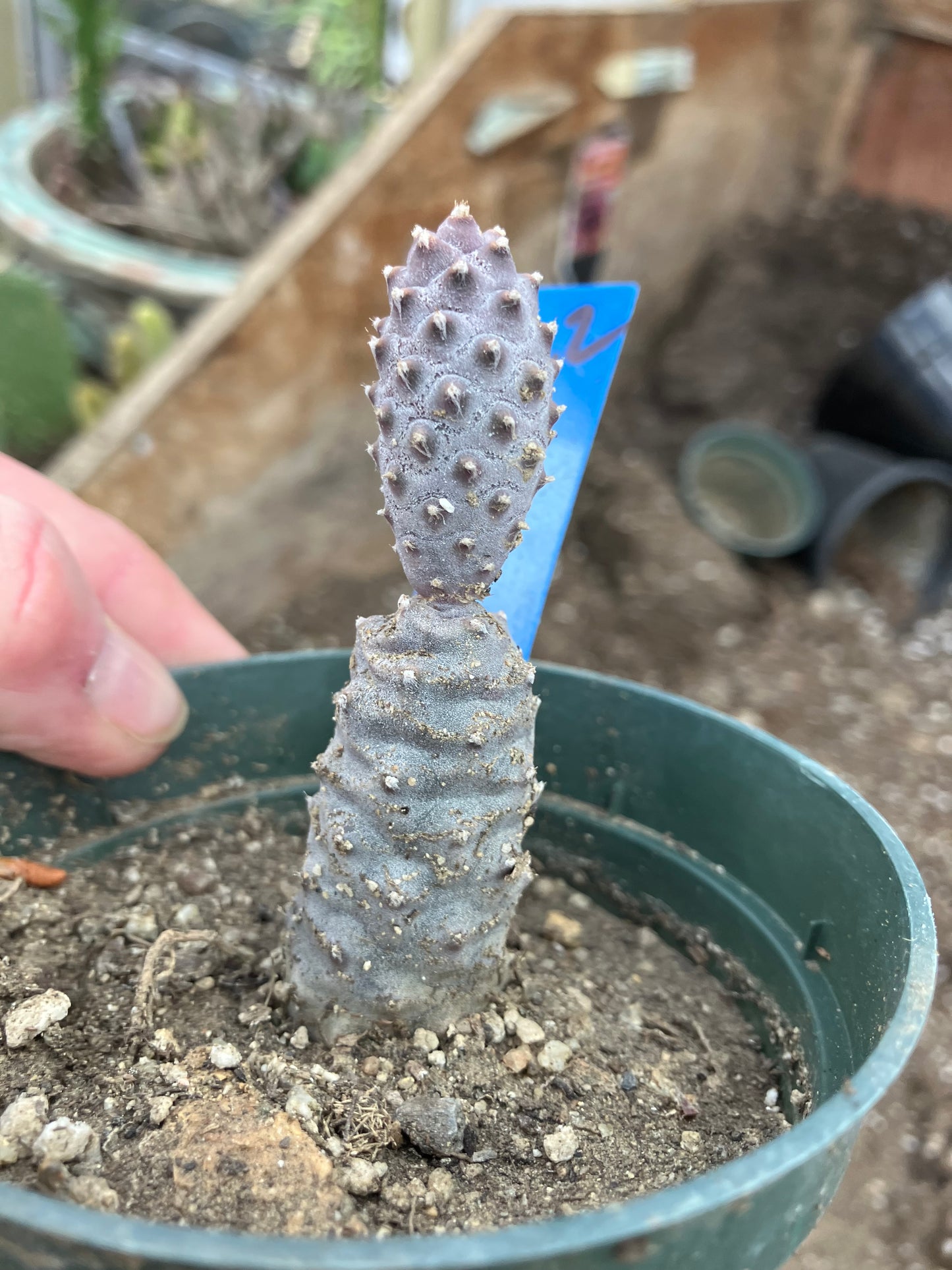 Pine Cone Cactus Tephrocactus~ articulatus var. diadematus Pinecone 3"Tall #22B