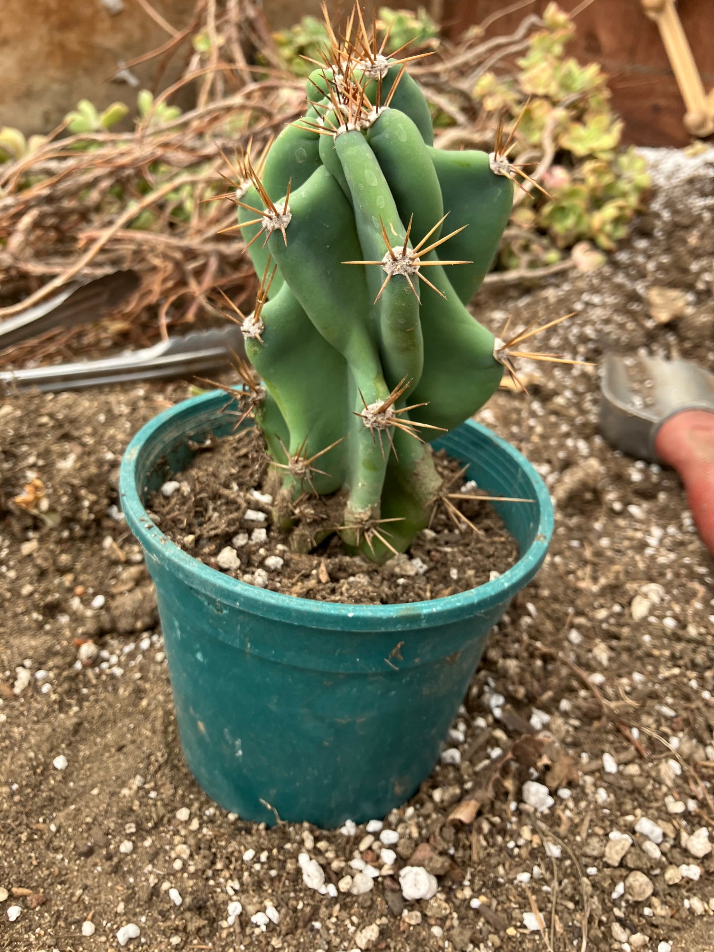 Cereus Peruvianus Monstrose Night Blooming 6"Tall #1W