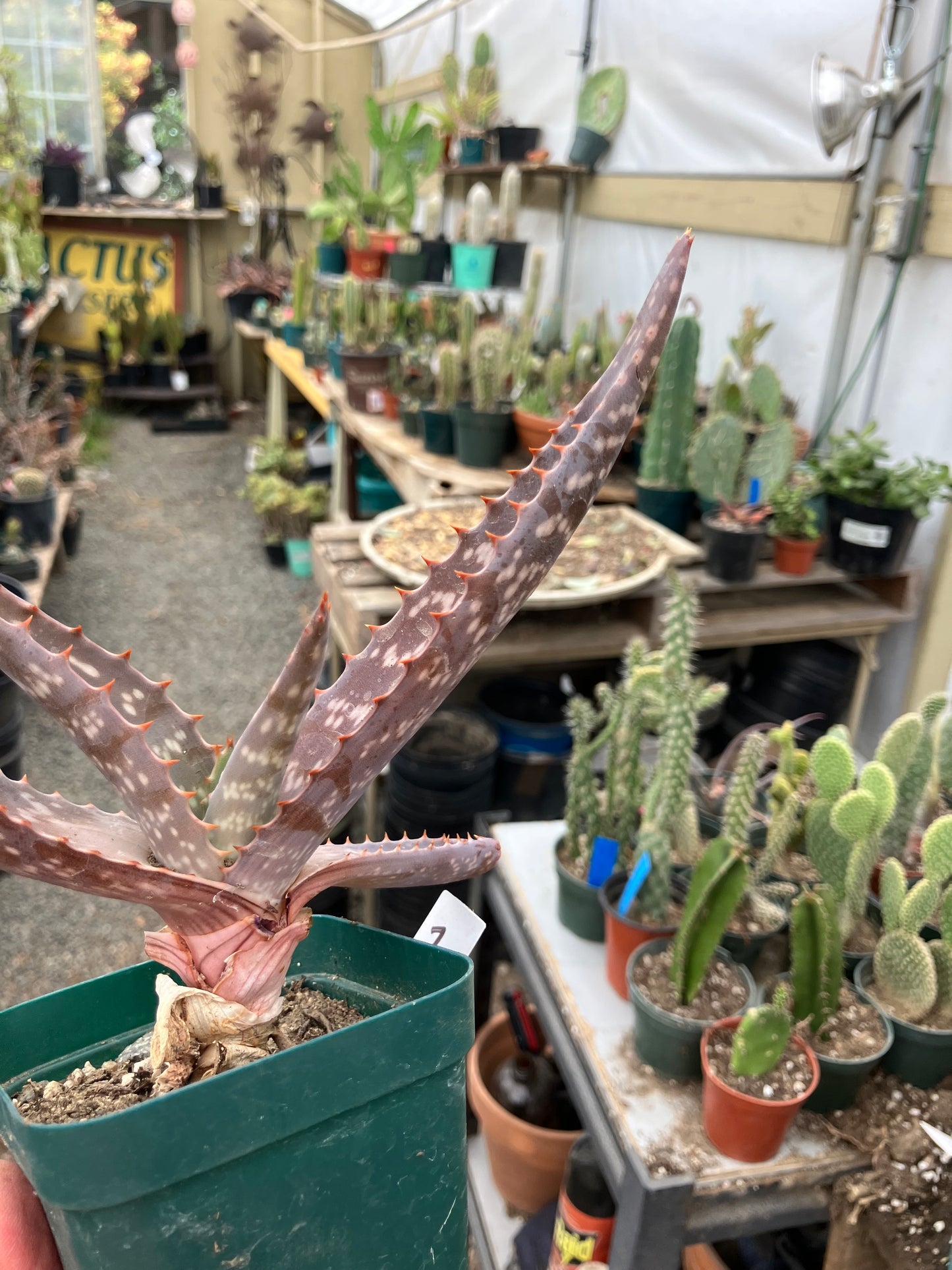 Aloe maculata Soap Aloe 7"Wide Succulent Cactus #7w