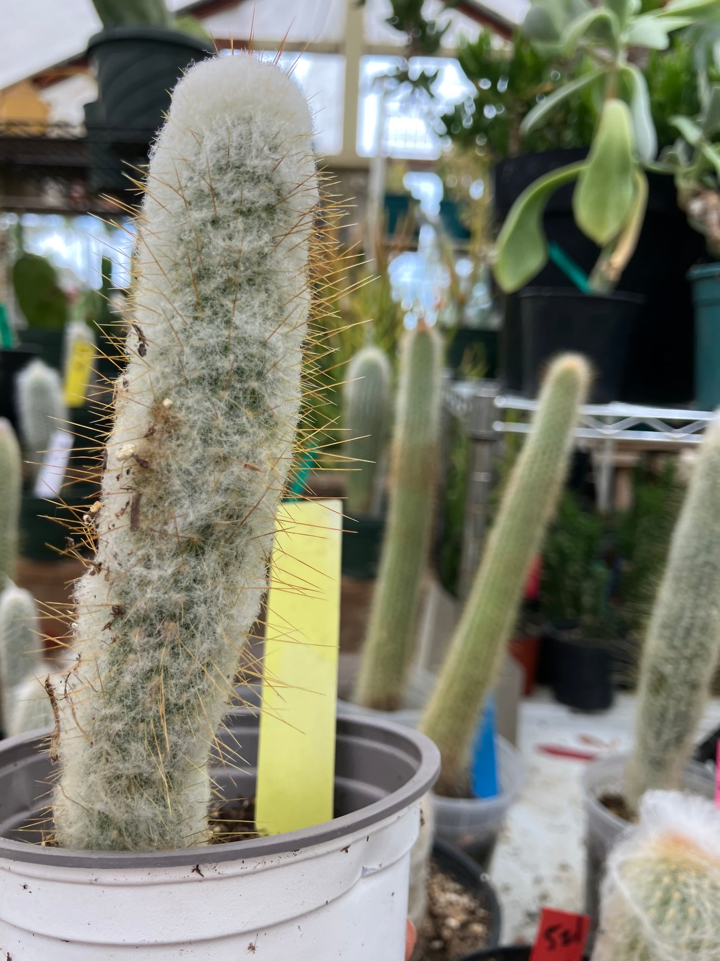 Oreocereus doelzianus Old Woman, Old Man Cactus 6"Tall #21Y
