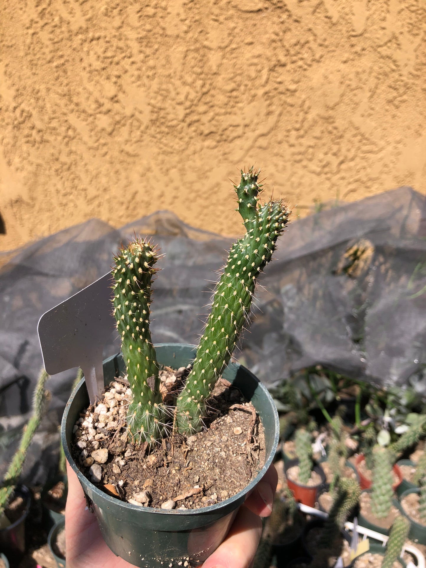 Cylindropuntia fulgida Cholla Boxing Glove Cactus Crest 5"Tall #3W