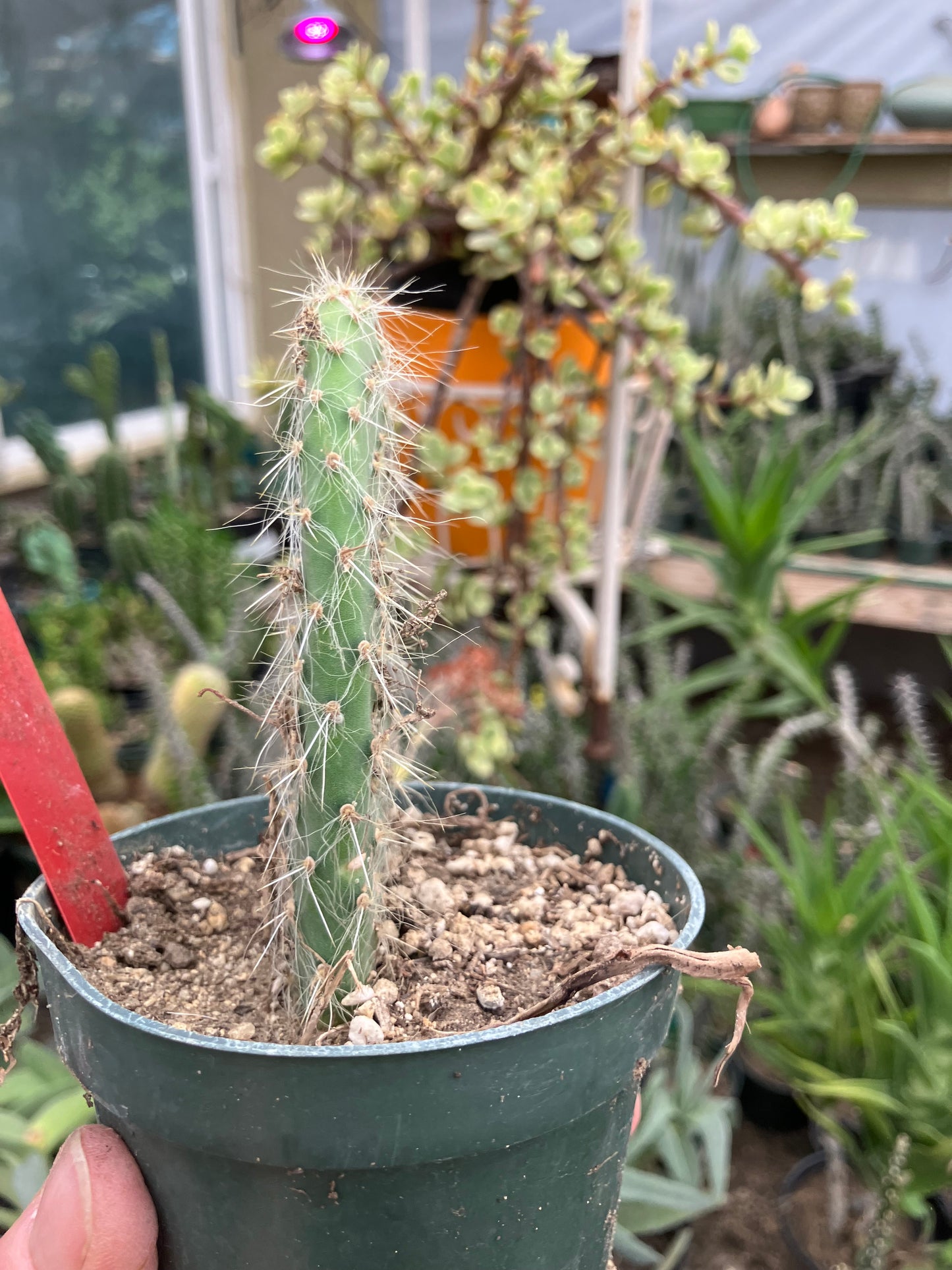 Opuntia pailana "White Thorned" 4.5"Tall #245R