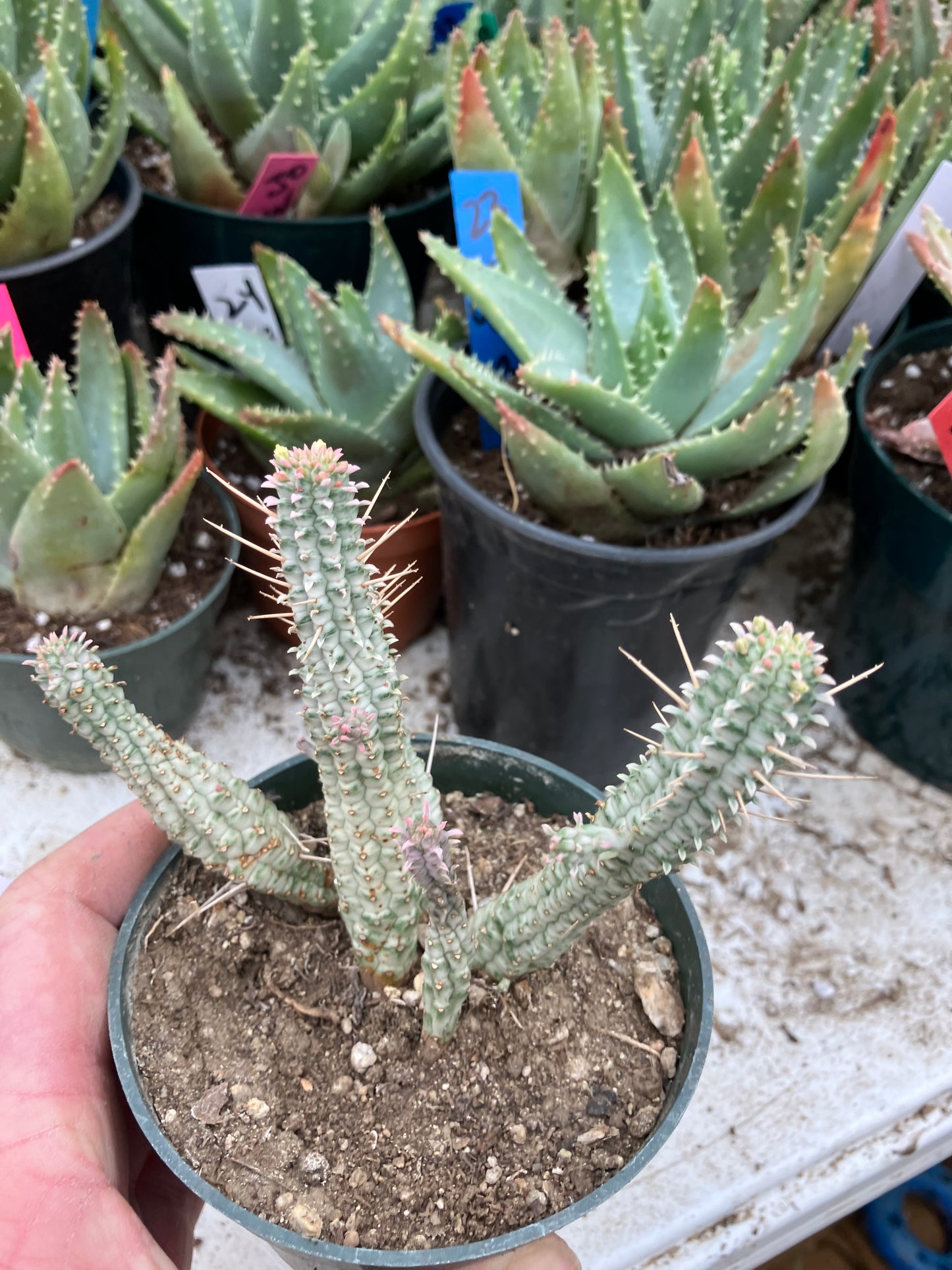 Euphorbia mammillaria variegata Corn Cob 4"Tall #10W