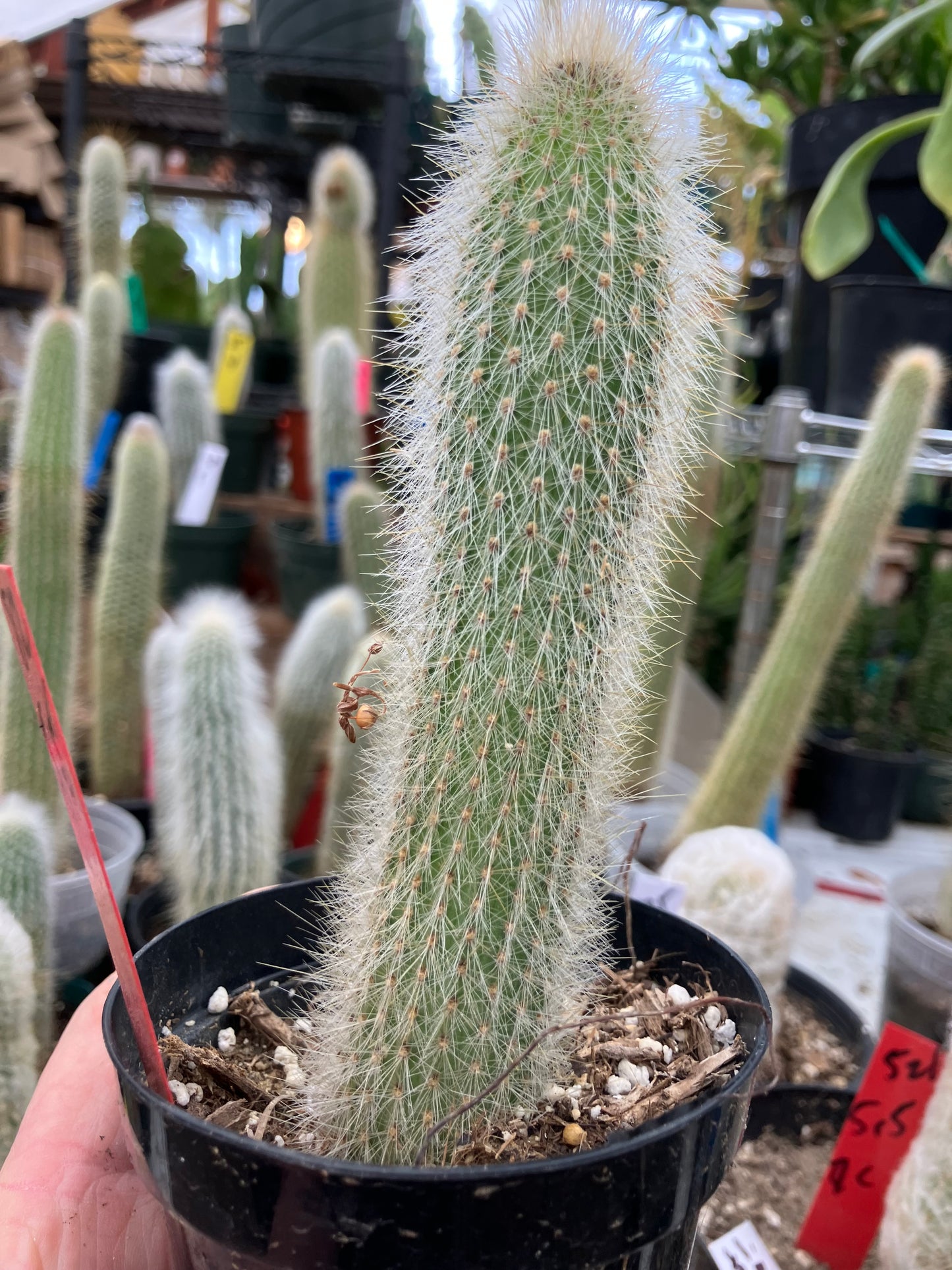 Cleistocactus tupizensis Silver Pole/Torch Cactus 5.5”Tall #82R
