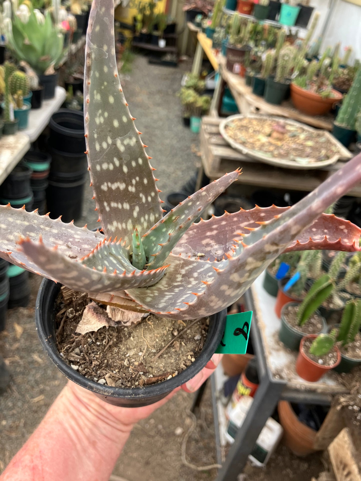 Aloe maculata Soap Aloe 8"Wide Succulent Cactus #8G