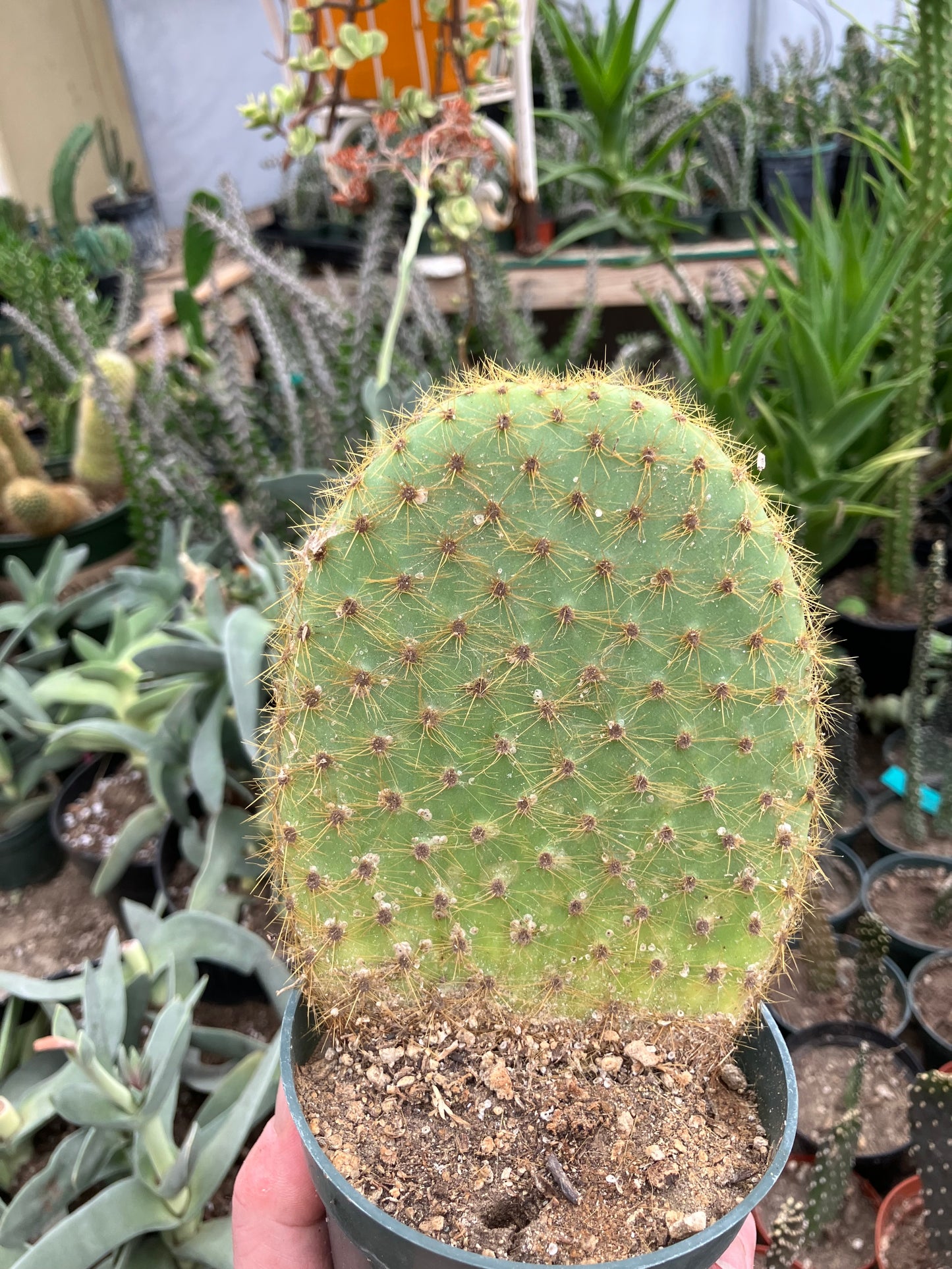 Opuntia scheerii Prickly Pear 5.5"Tall #545B