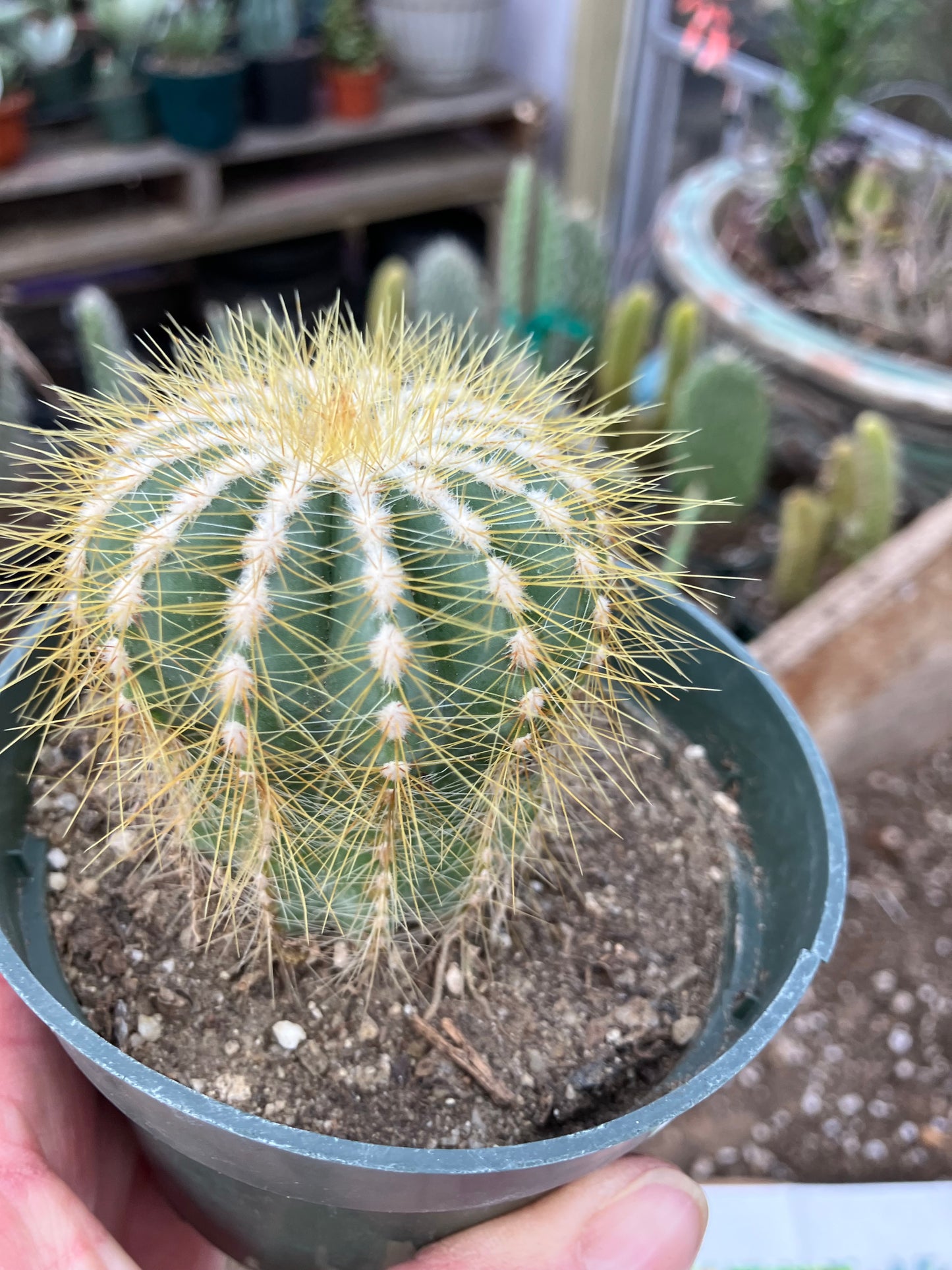 Notocactus Magnificus Balloon Cactus Fast Grower 2.5”Tall 2"Wide #50G