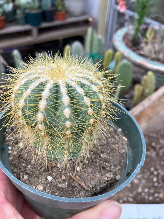 Notocactus Magnificus Balloon Cactus Fast Grower 2.5”Tall 2"Wide #50G