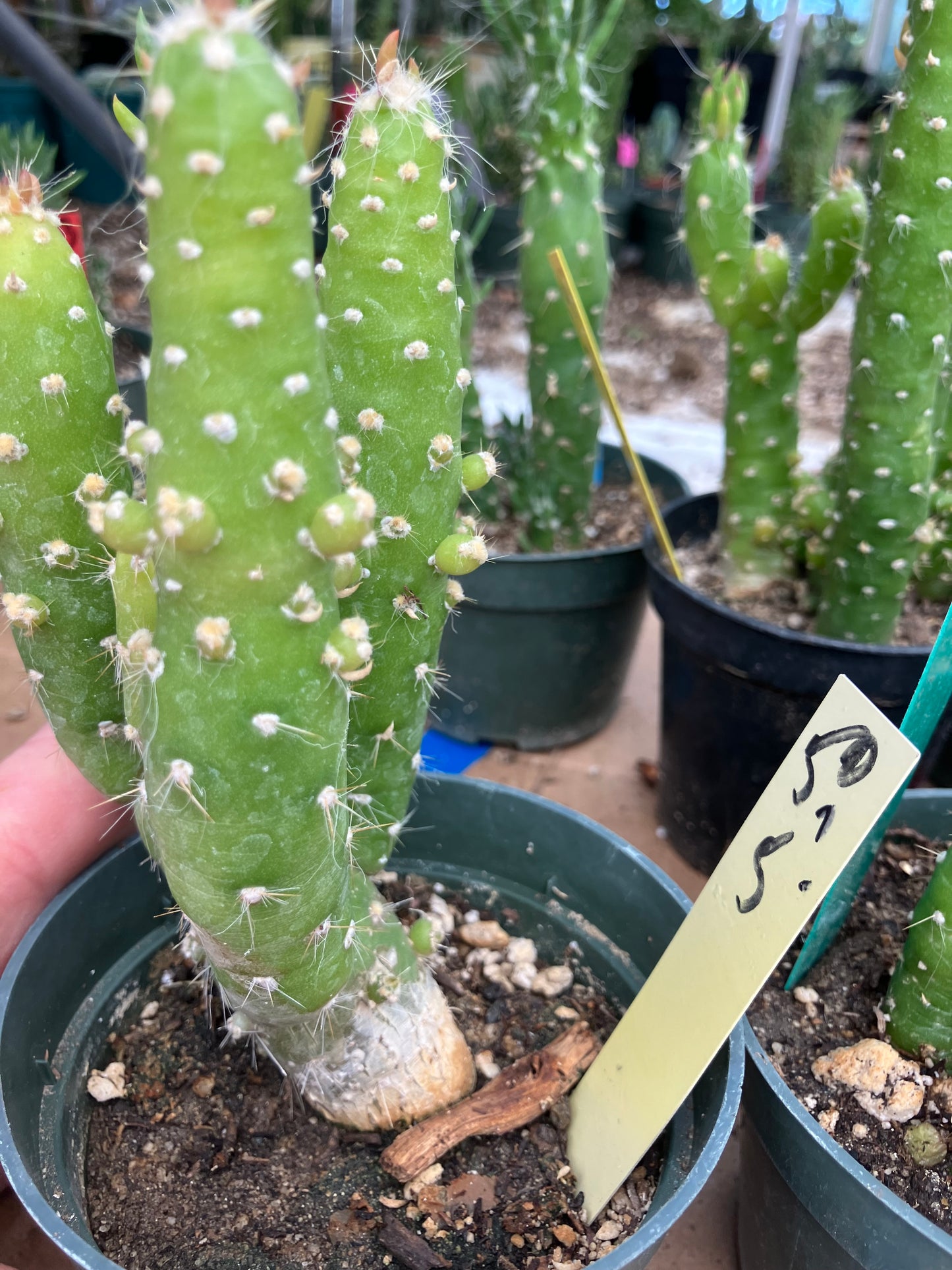 Austrocylindropuntia Cactus Gumbi Mini Eve's Needle 5"Tall #50Y