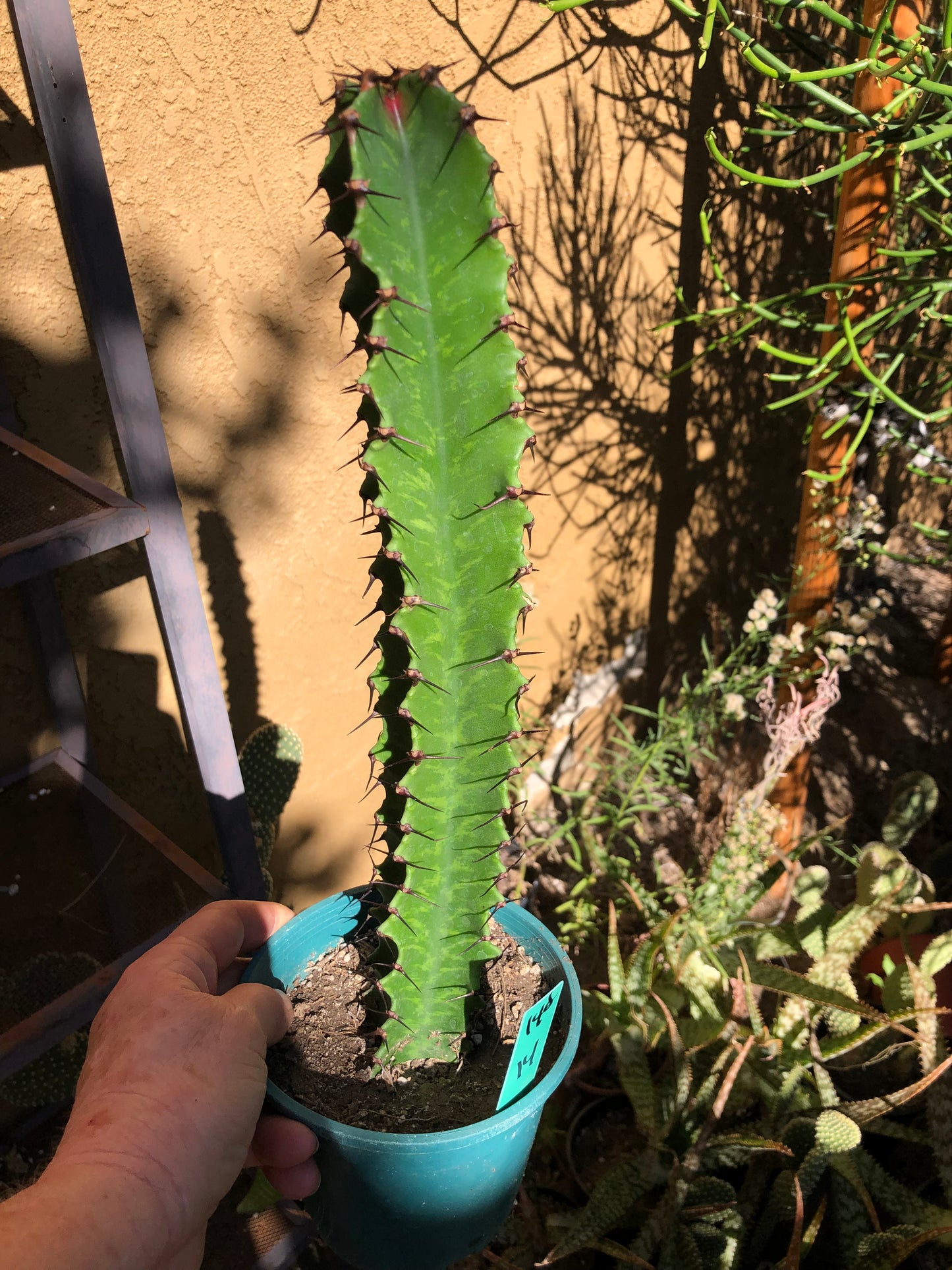 (Euphorbia ingens Candelabra Tree 14”Tall #140G