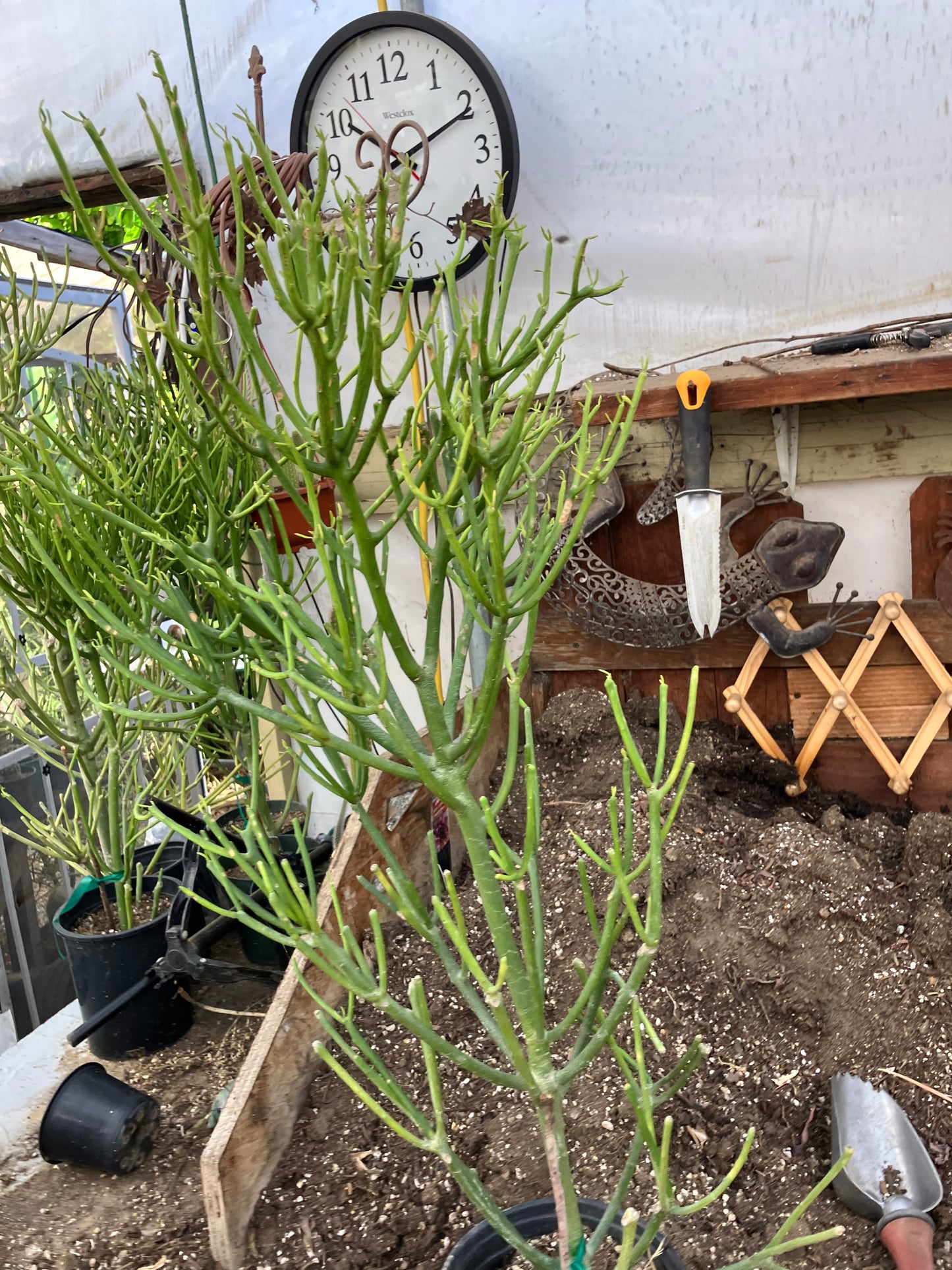 Euphorbia tirucalli Fire Stick 30"Tall 15"Wide #53B