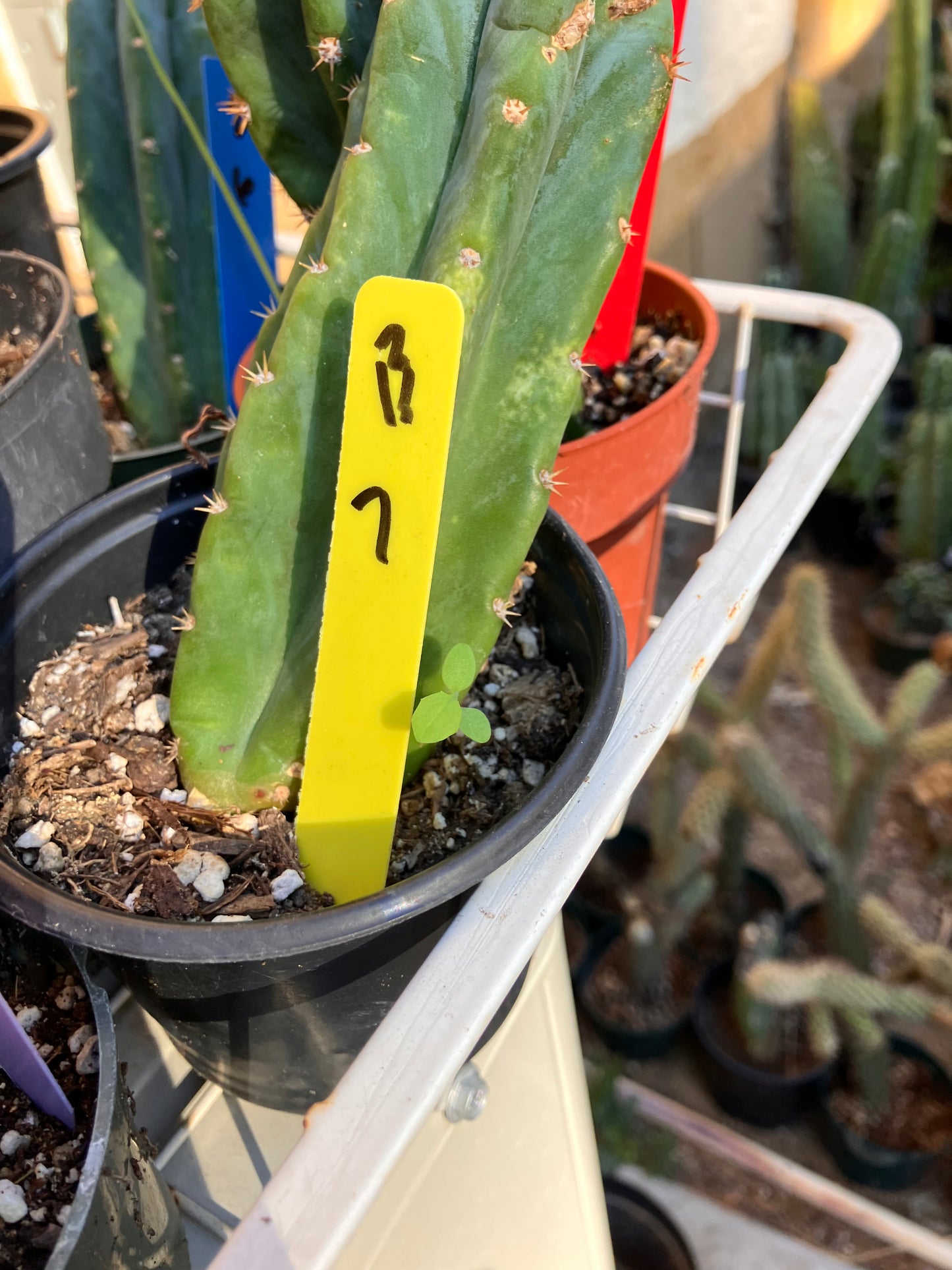 San Pedro Cactus - Trichocereus pachanoi 7”Tall #13Y