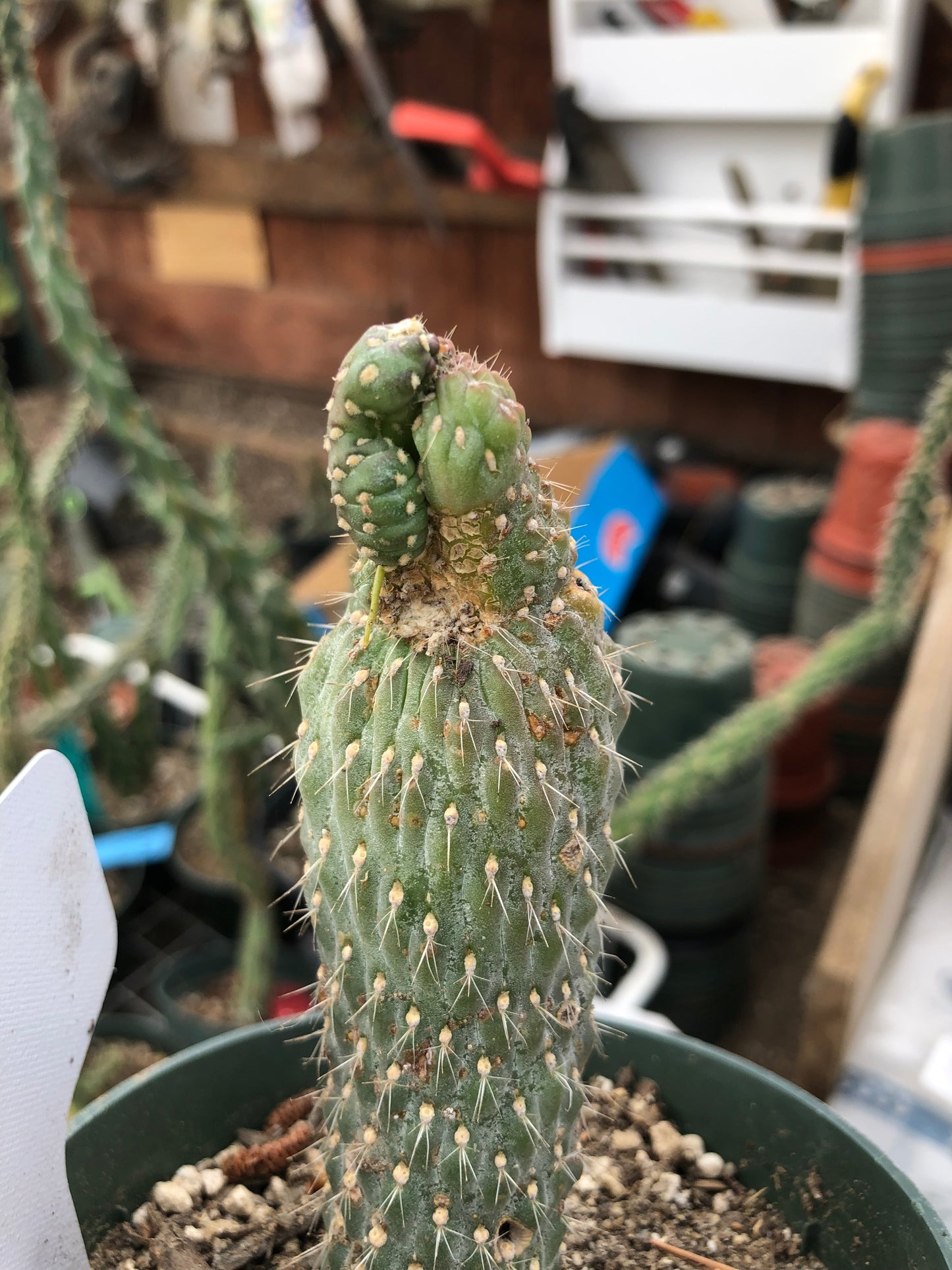 Cylindropuntia fulgida Cholla Boxing Glove Cactus Crest 4"Tall #10W