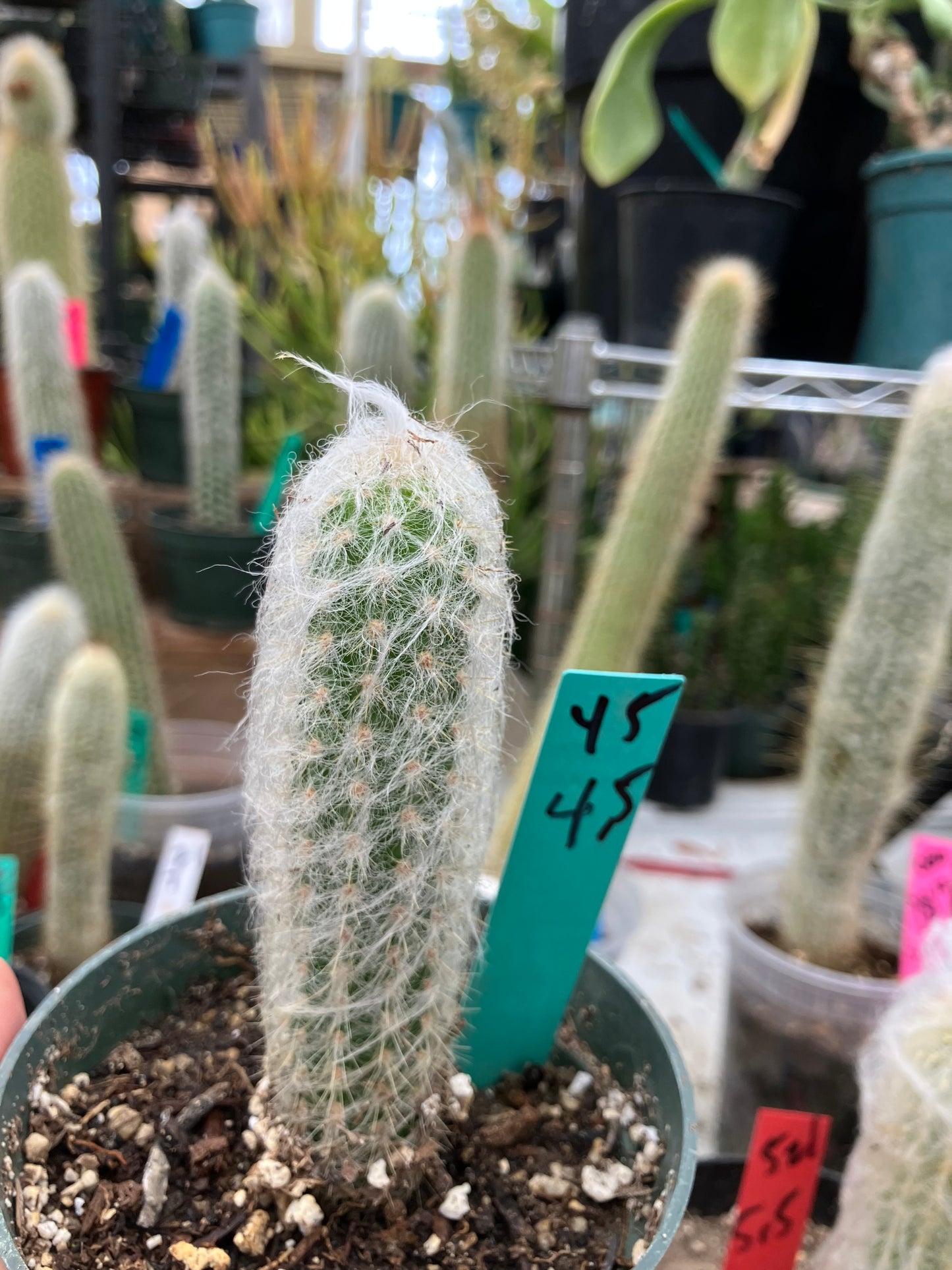 Oreocereus doelzianus Old Woman, Old Man Cactus 4.5"Tall #45G