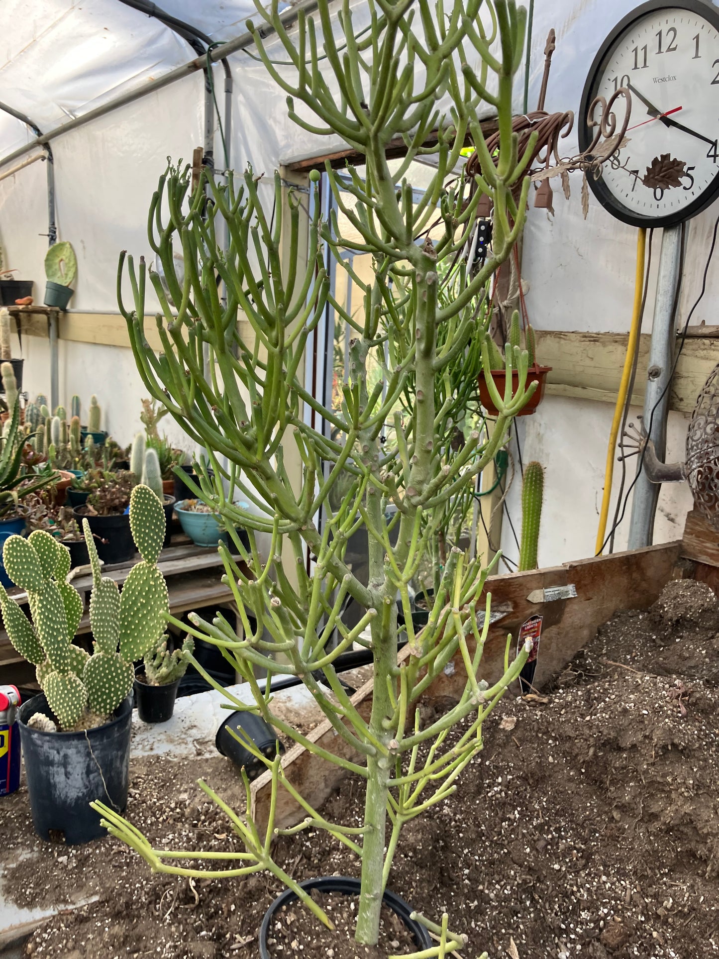 Euphorbia tirucalli Fire Stick 37"Tall 12"Wide #32G