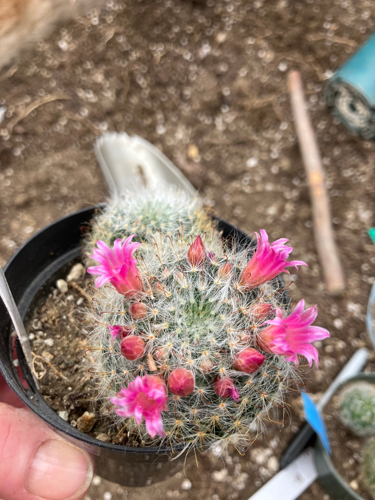 Mammillaria bocasana rosalviflora Powder Puff Cluster 4"W #47W"This Plant"