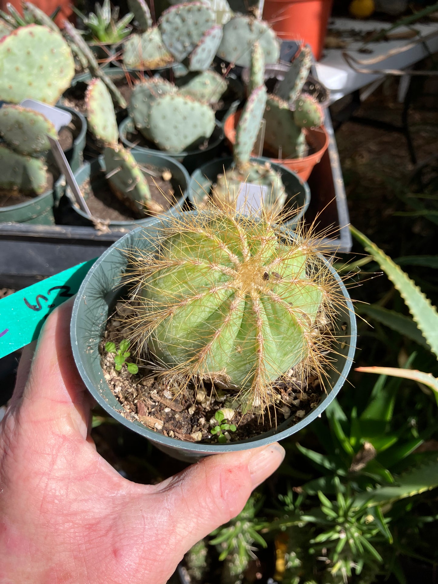 Notocactus Magnificus  Balloon Cactus Fast Grower  2.5" Wide #1G