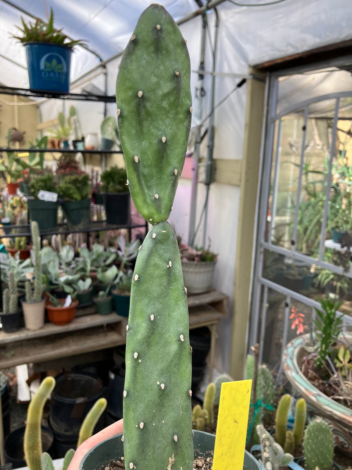 Opuntia canterae elata Ground Crawler 11"Tall #4Y