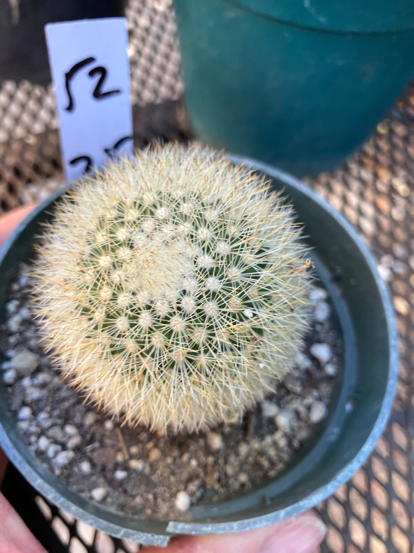 Notocactus Parodia scopa Silver Ball/Snowball Cactus 2.5" Tall #52W